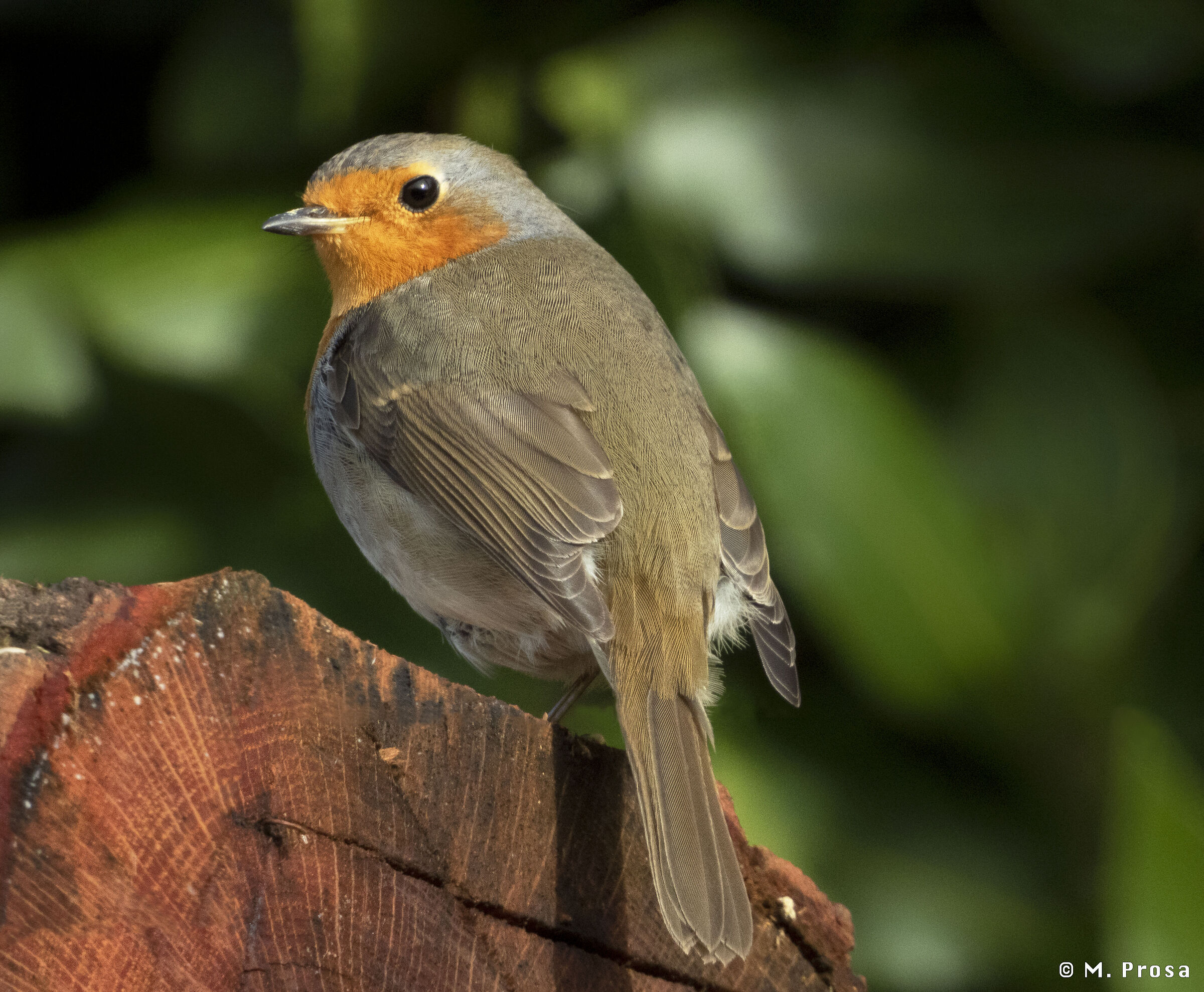 Pettirosso (Erithacus rubecula)