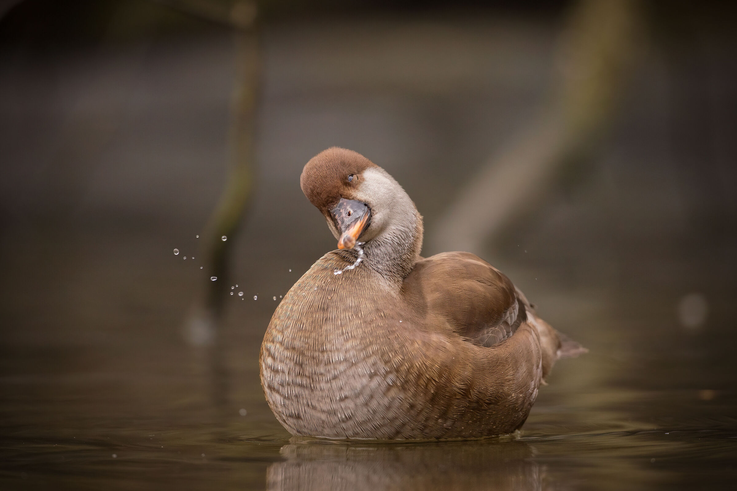 Female Fistione Turco