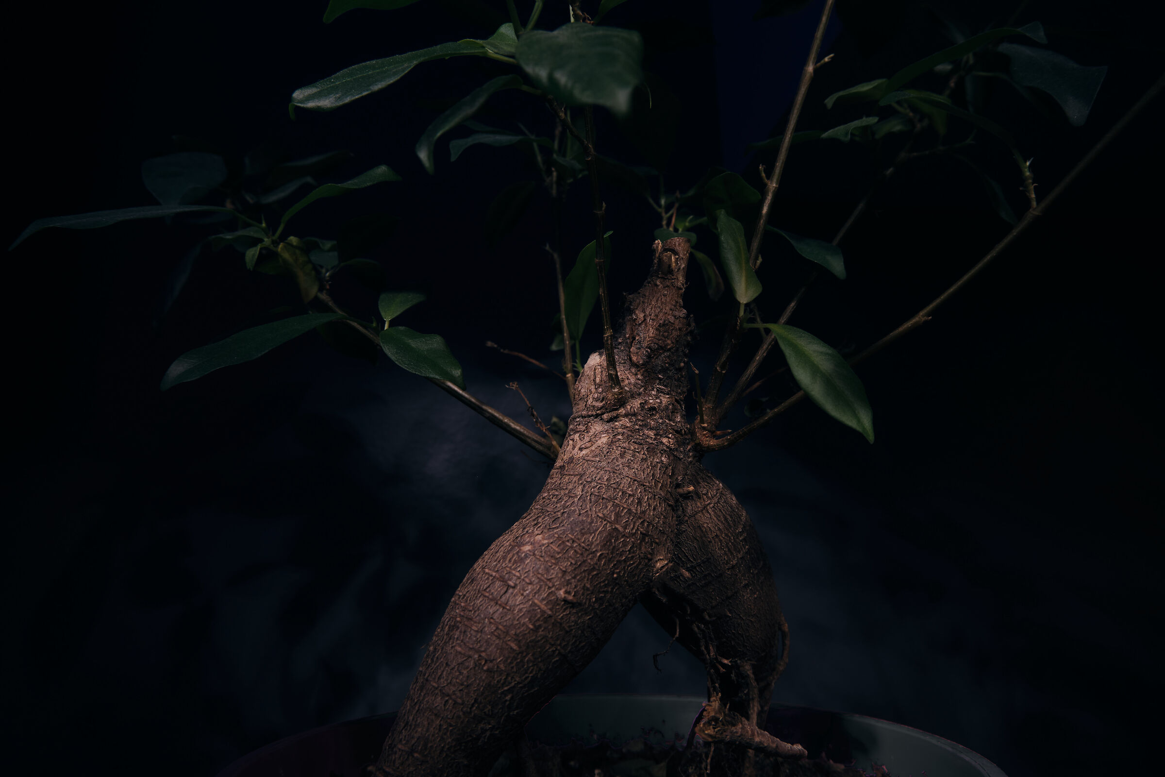 Legs planted on the ground