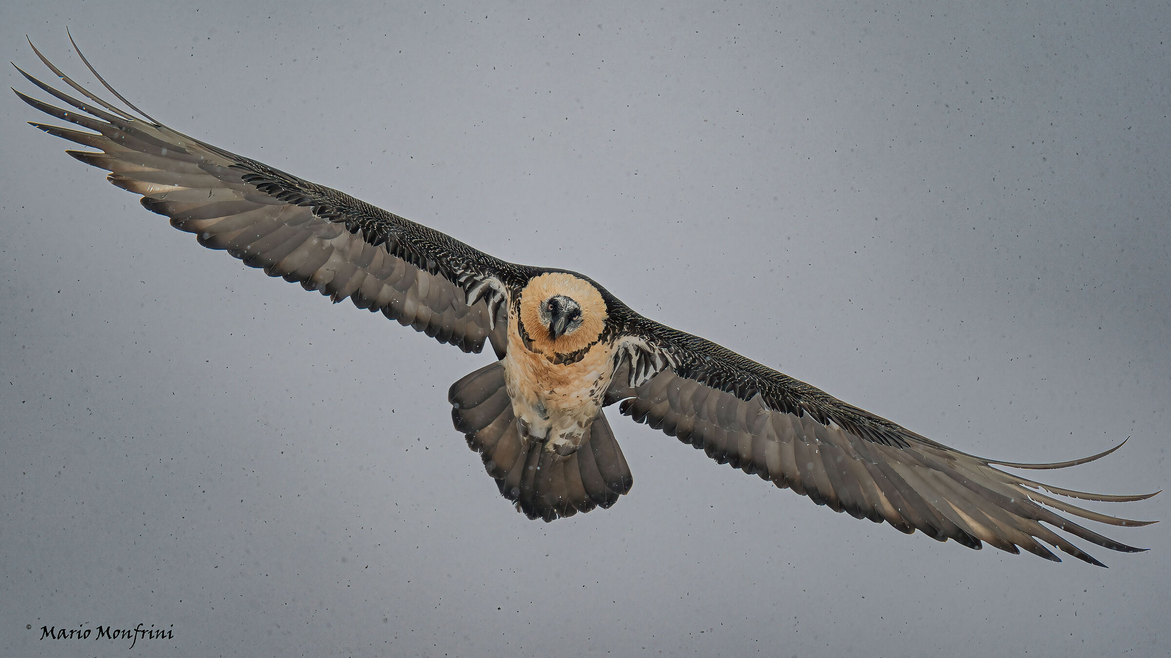 Bearded vulture under the snow
