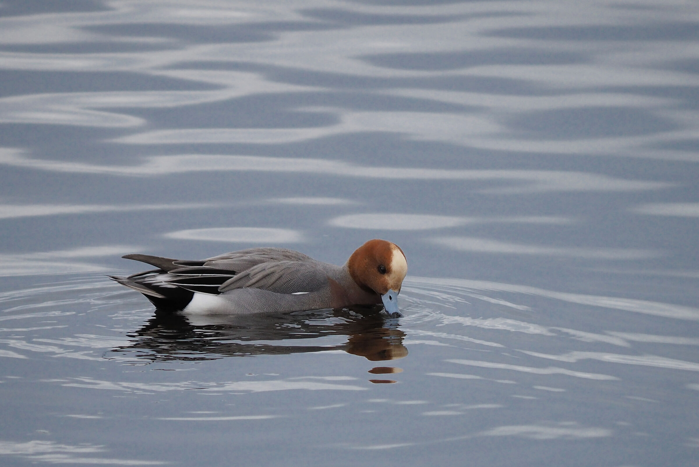 Whistling (Anas penelope)