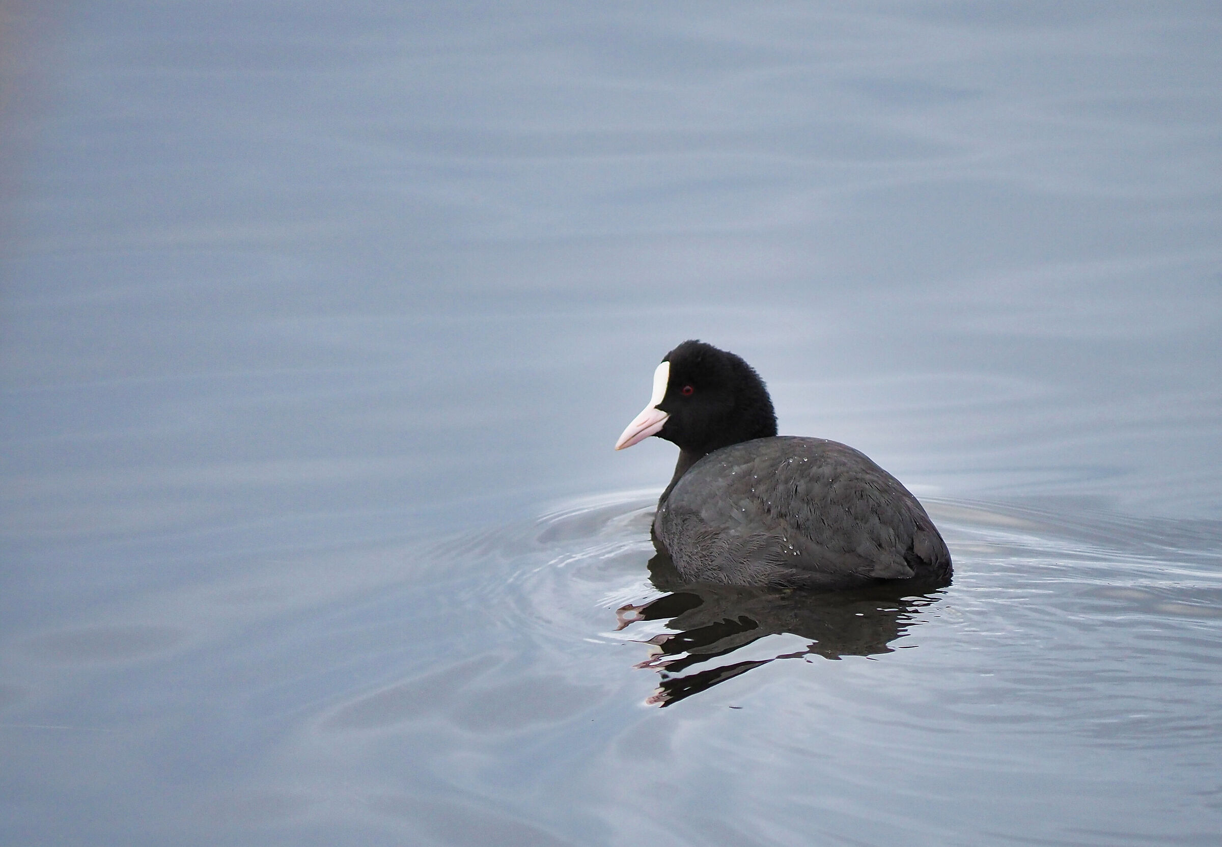 Coot (Fulica atra)