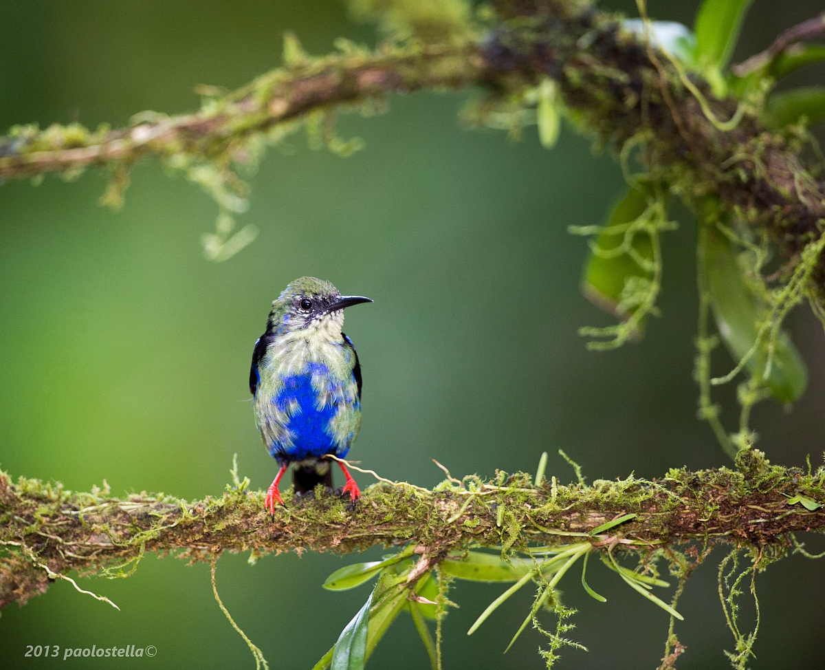 Young Red-legged Honeycreeper