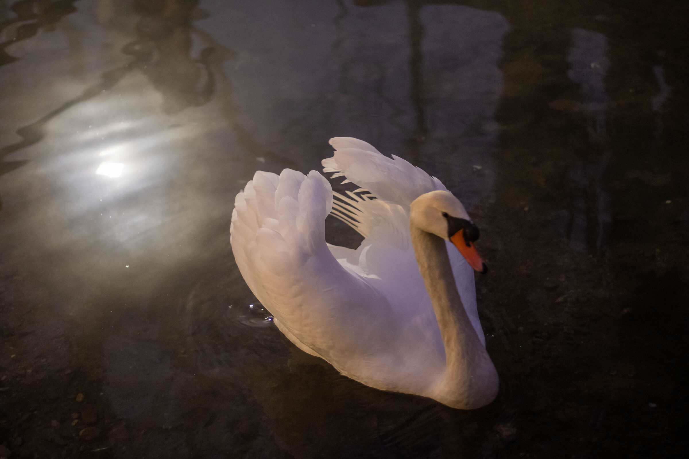 Cigno di sera