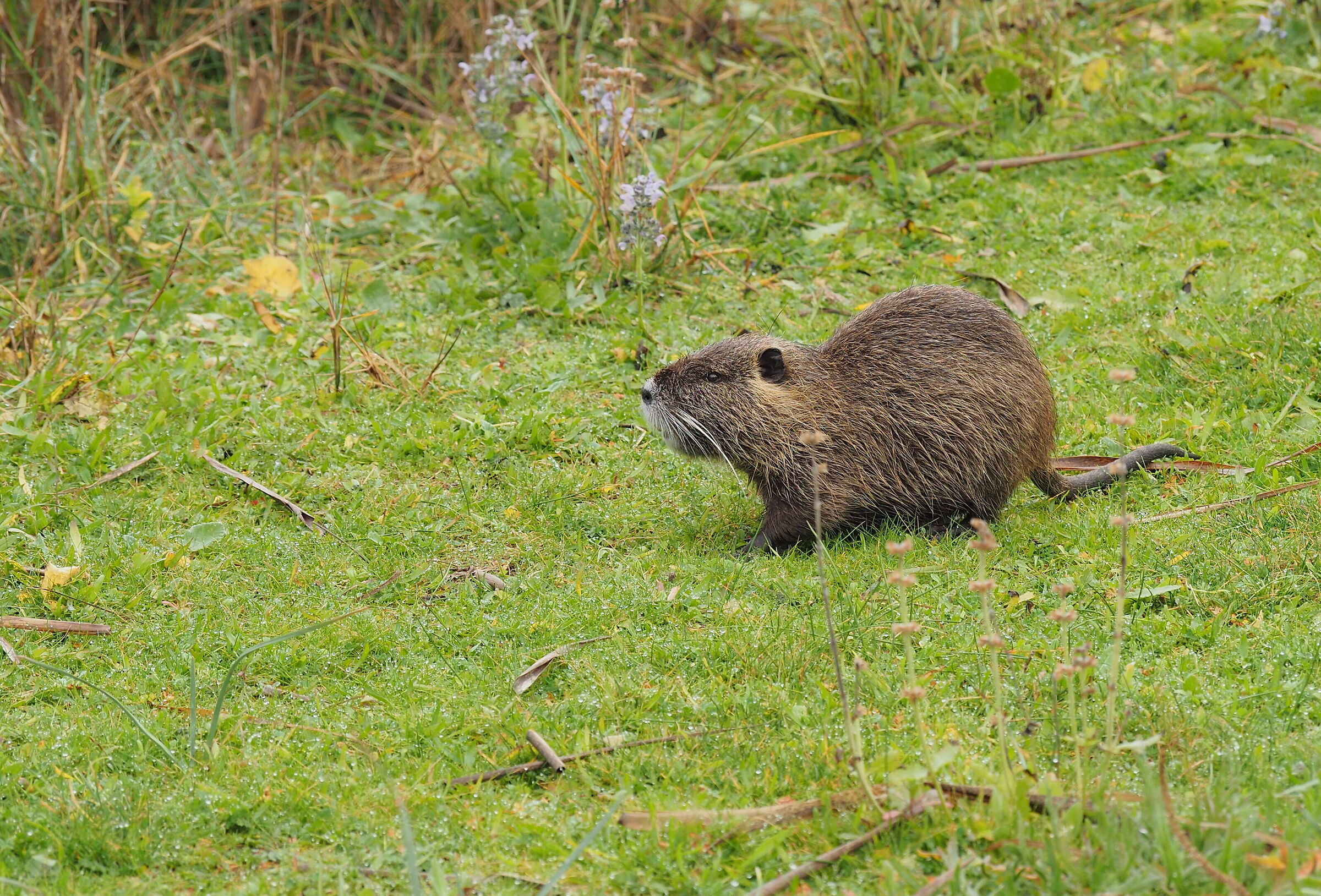 Nutria