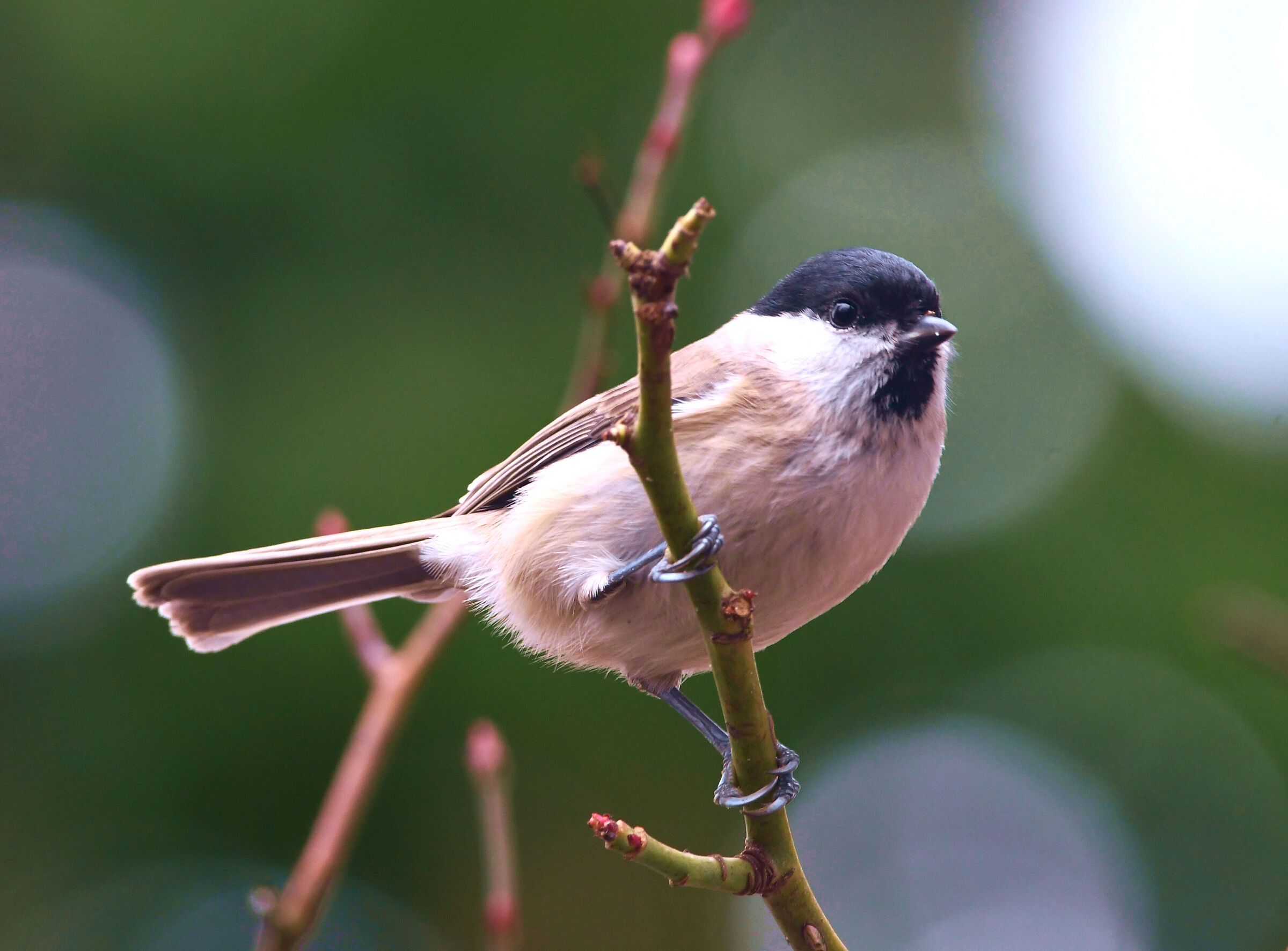 Punto di rosa su Rosa