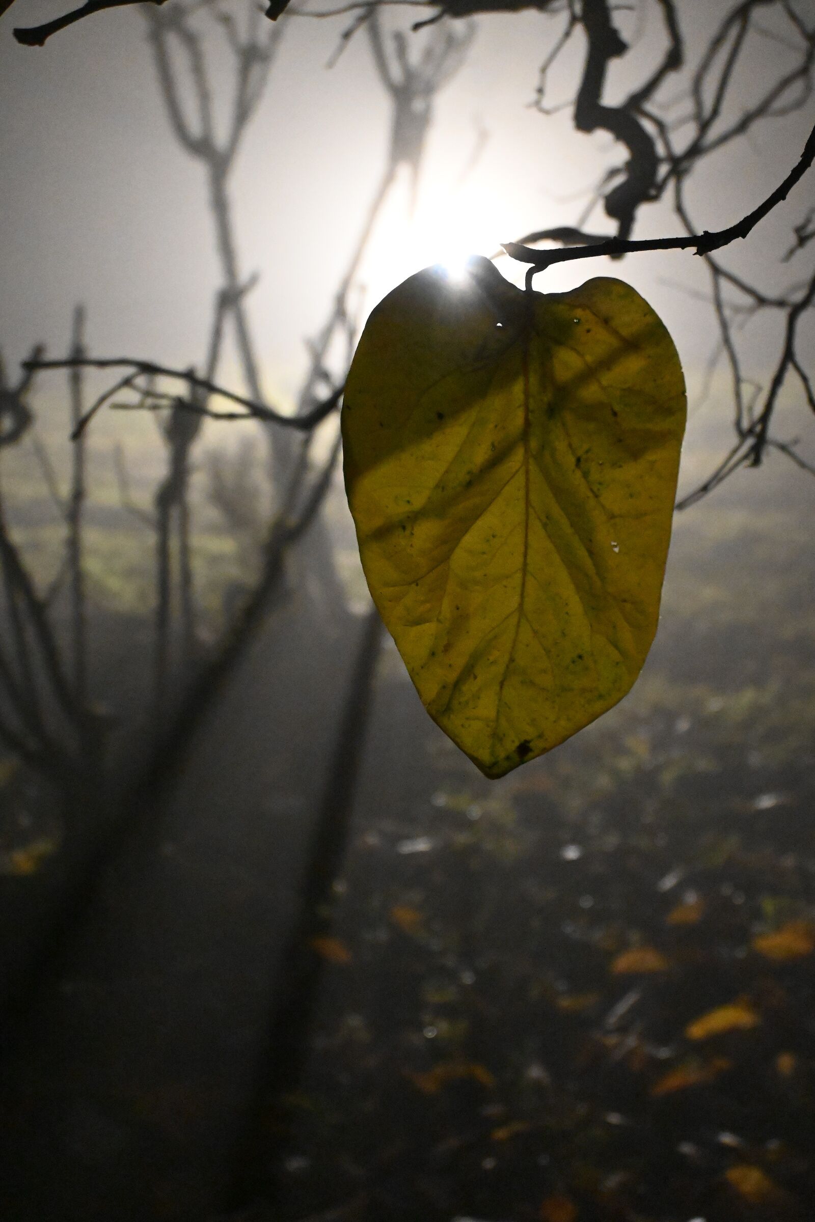 Foglia gialla nella nebbia