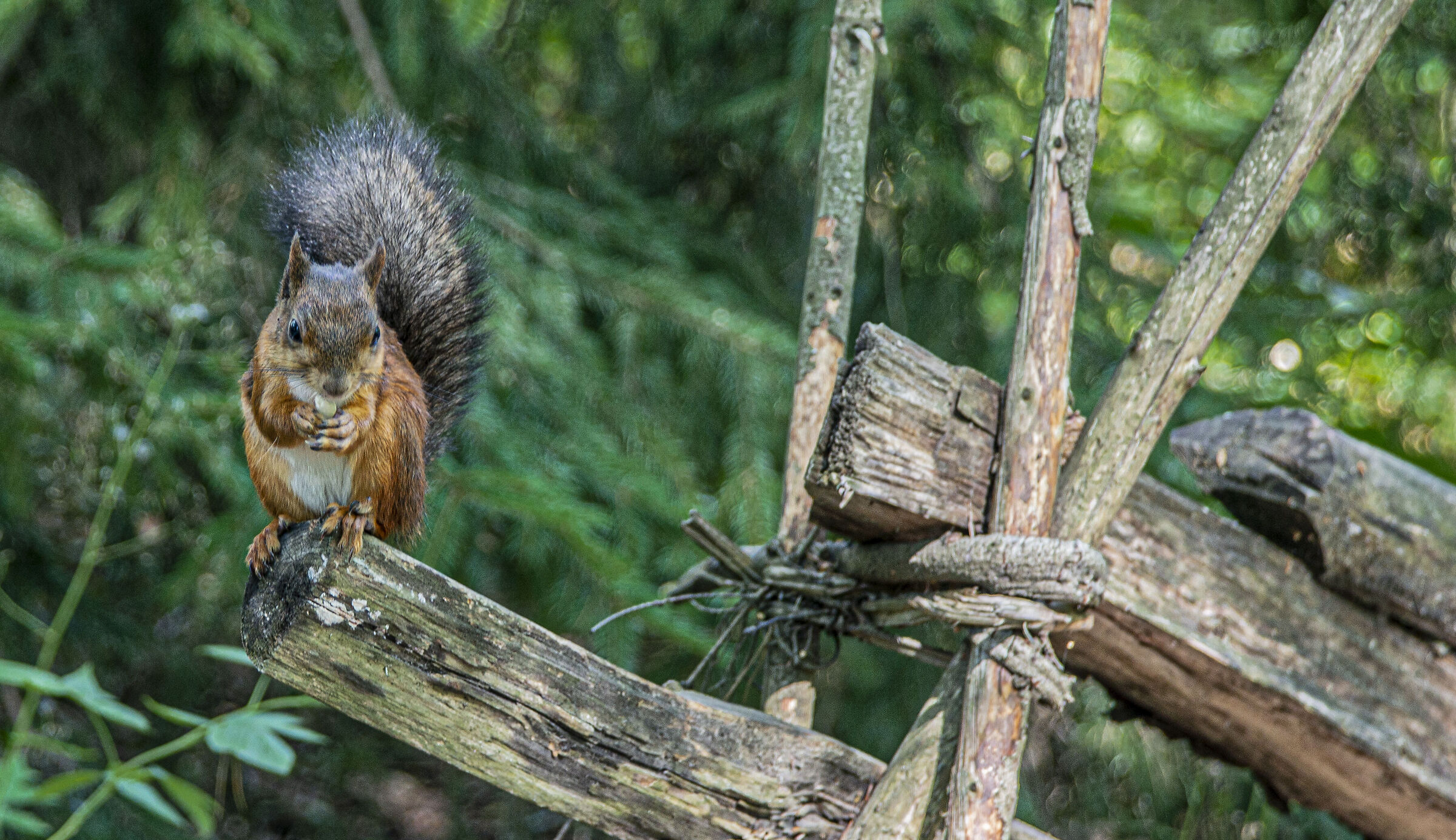 Walking in the woods