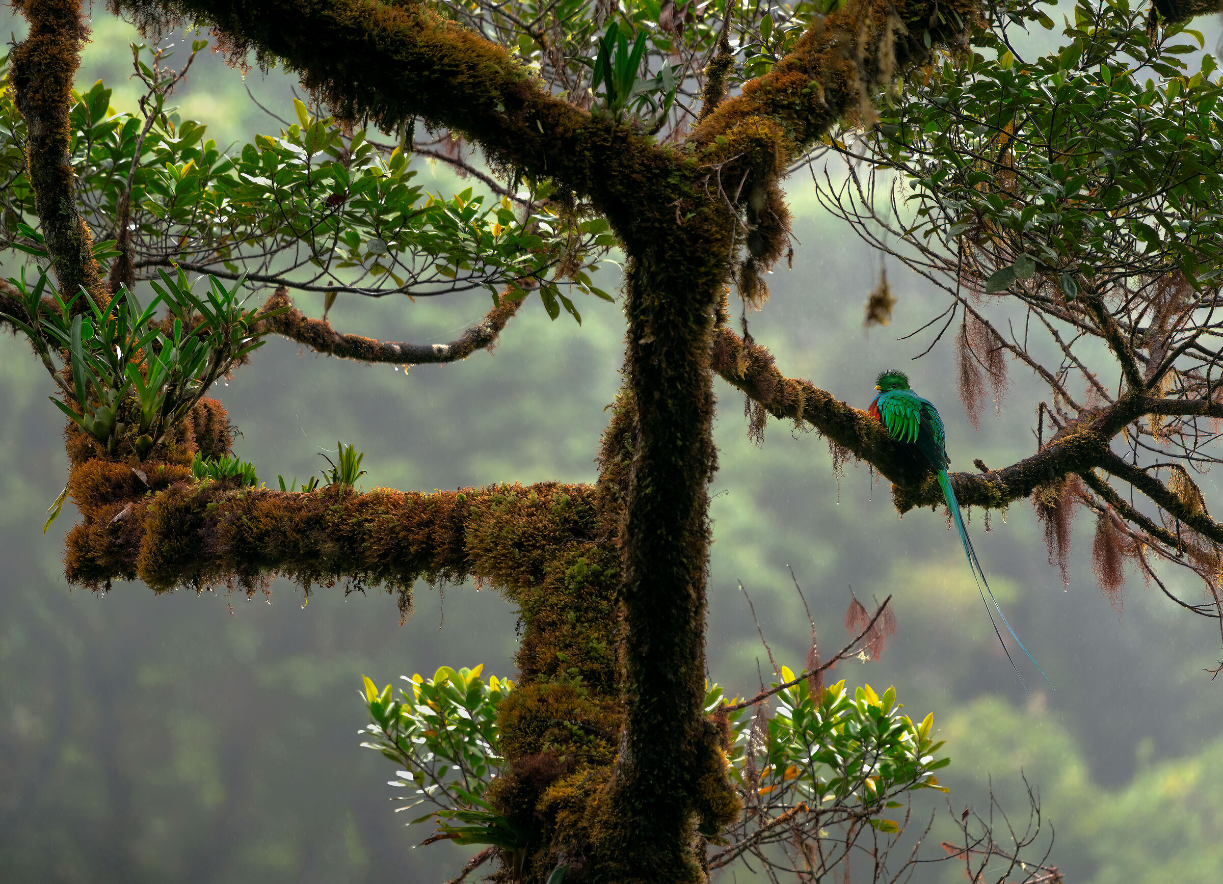 Quetzal splendente