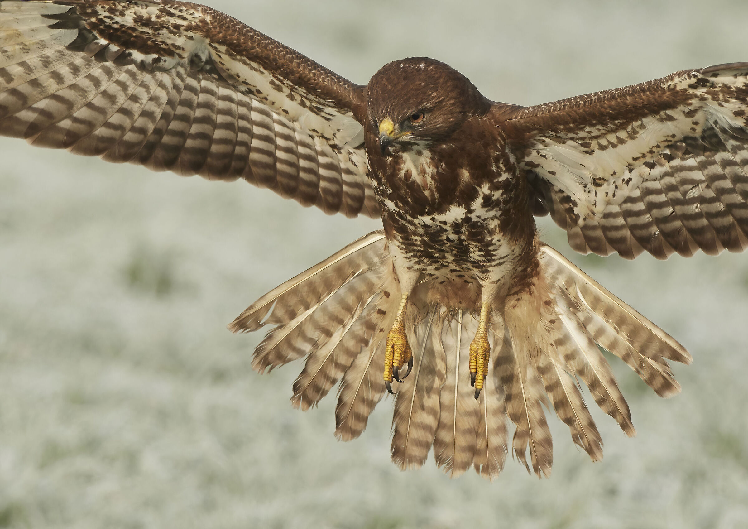Poiana comune europea (Buteo buteo)