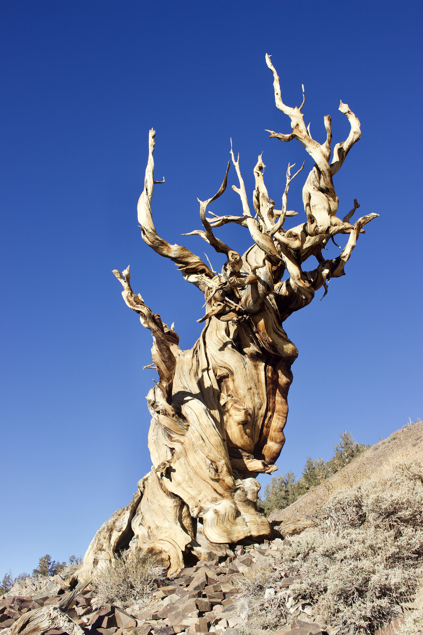 Antico pino bristlecone, California