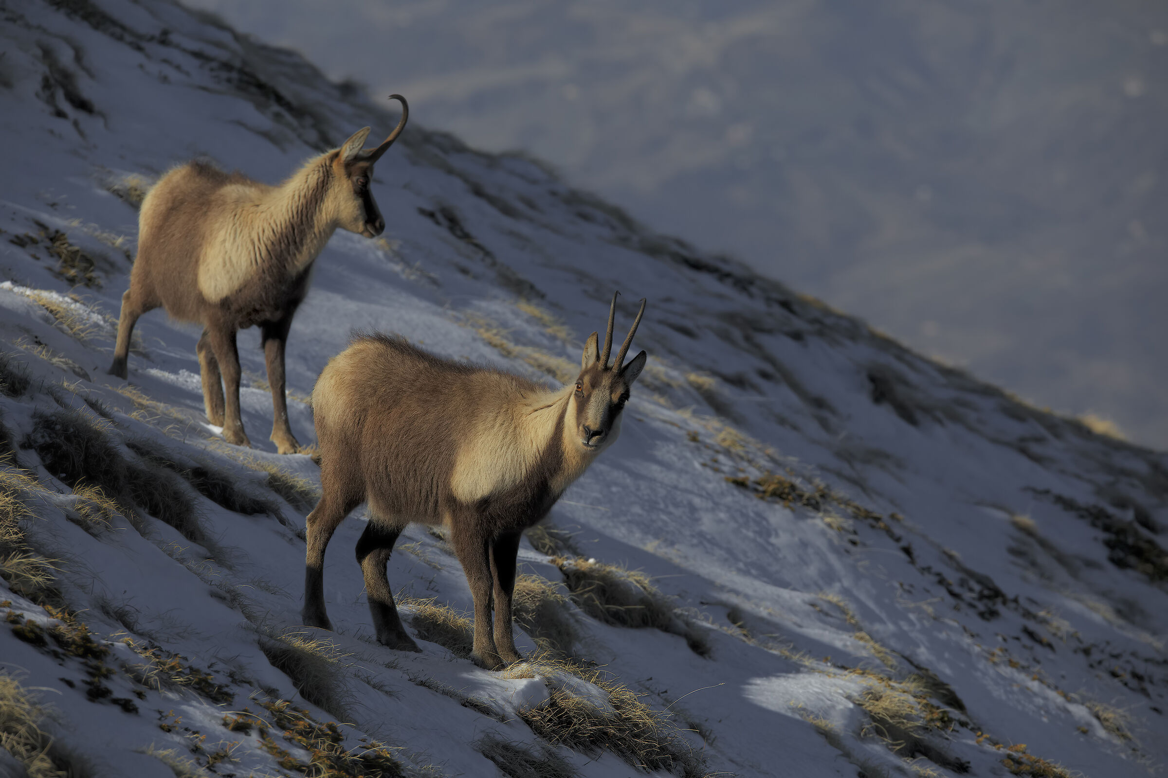 Apennine chamois