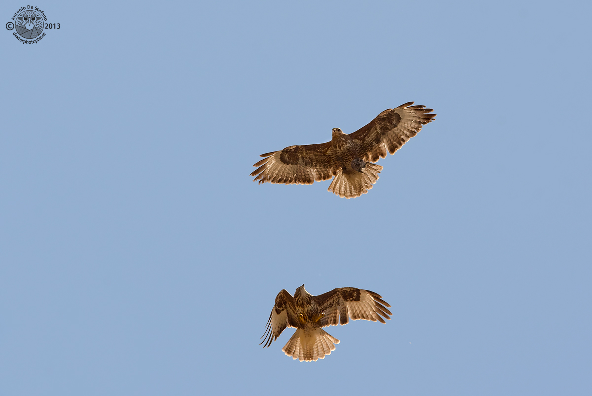 E dai fammi dare un morsooo!!! NO! Cacciatelo tu!