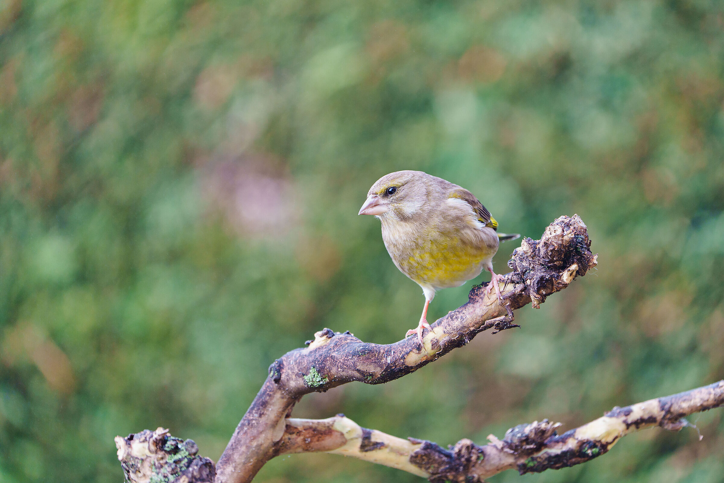 Greenfinch