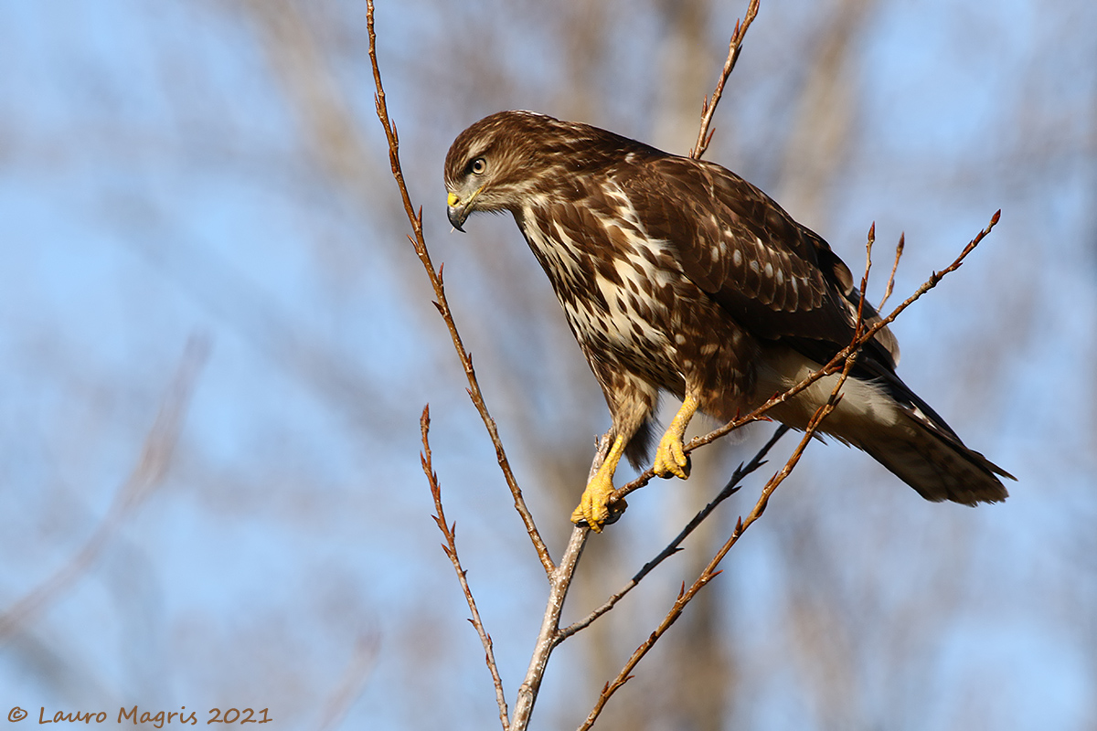 Occhio vigile di poiana