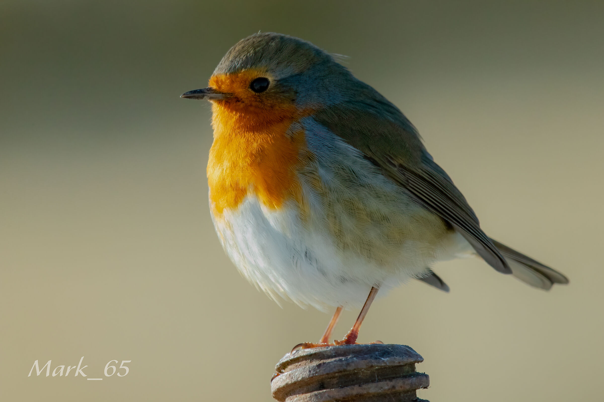 robin