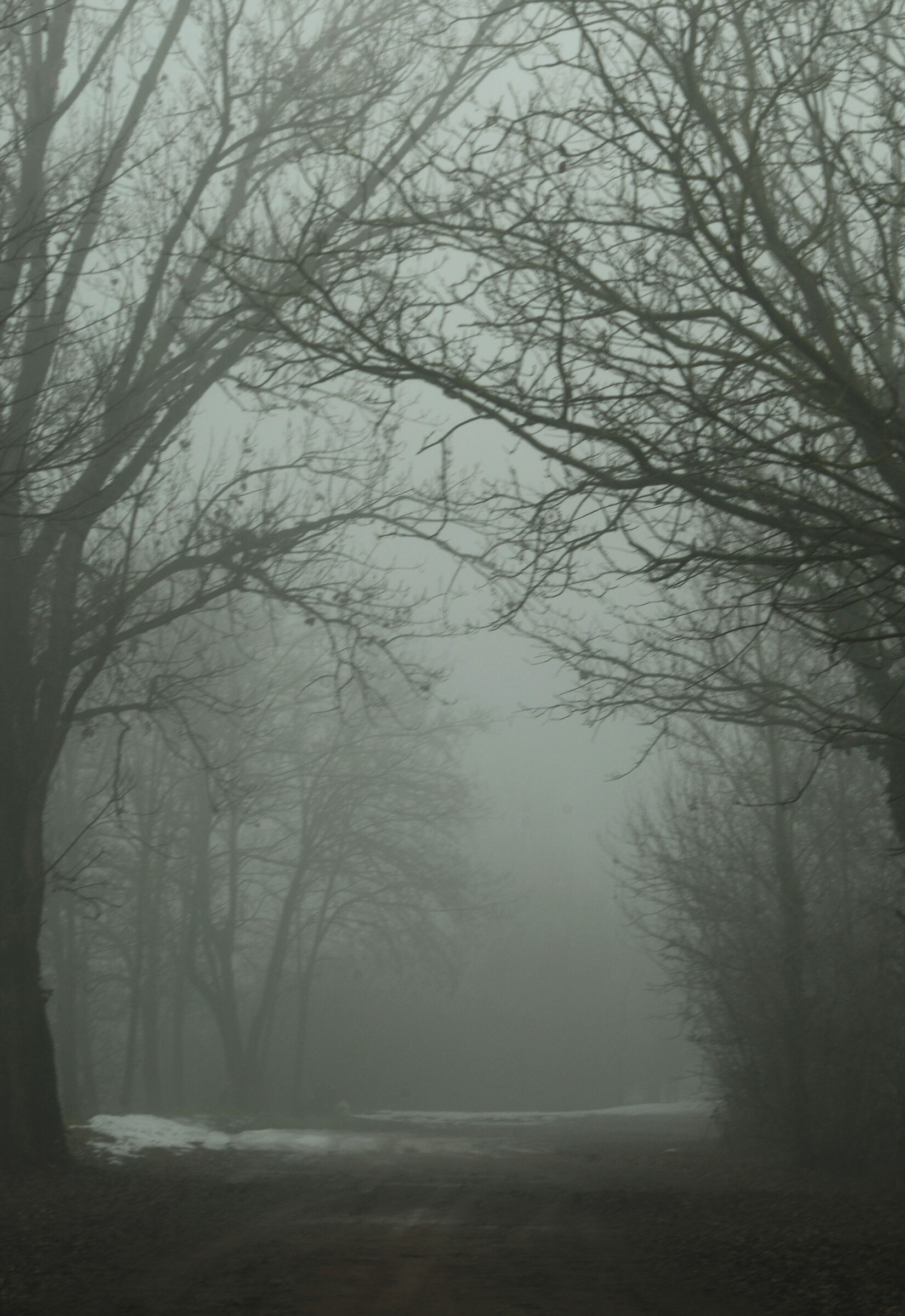 Fog at the Folaghe Park