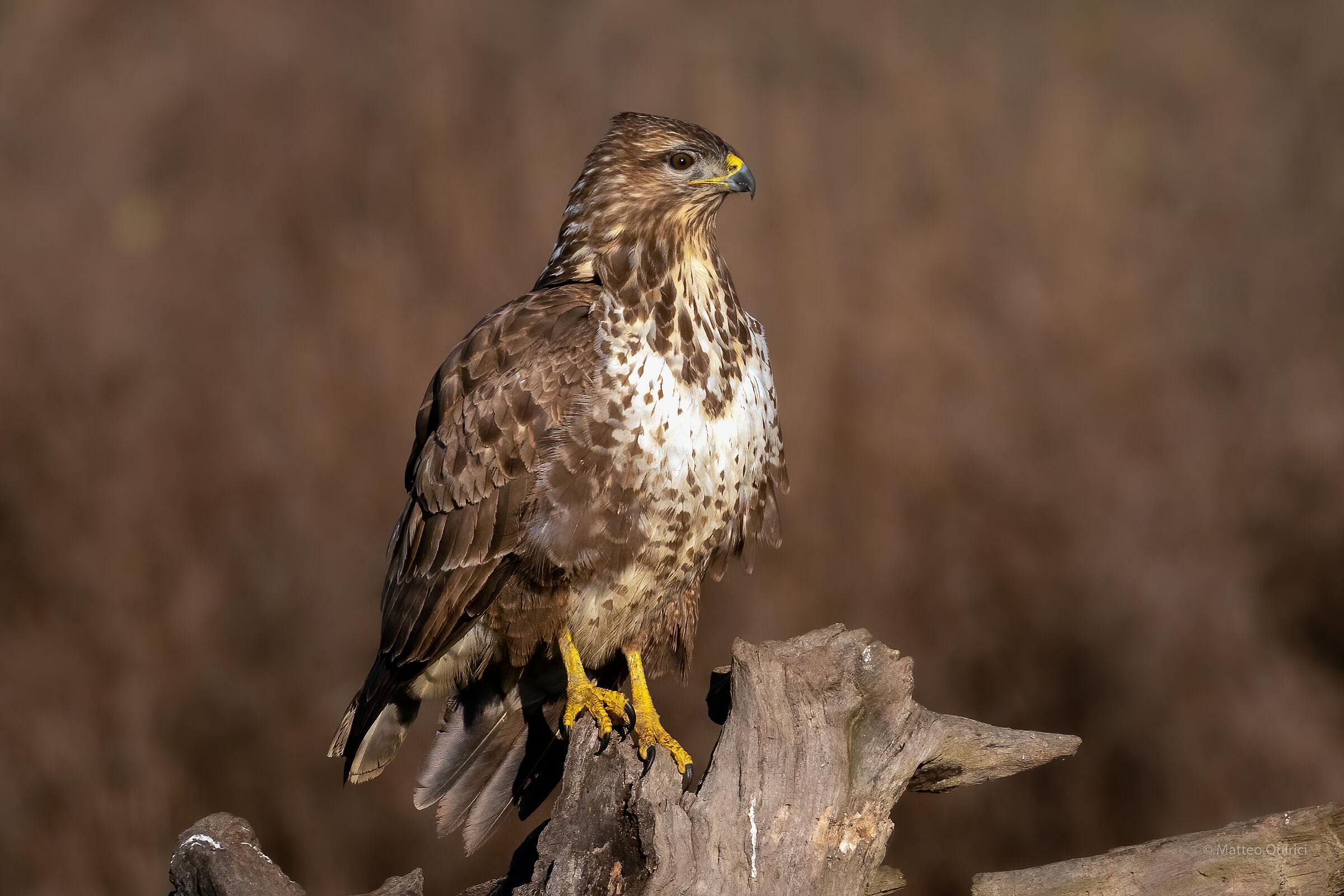 Buzzard