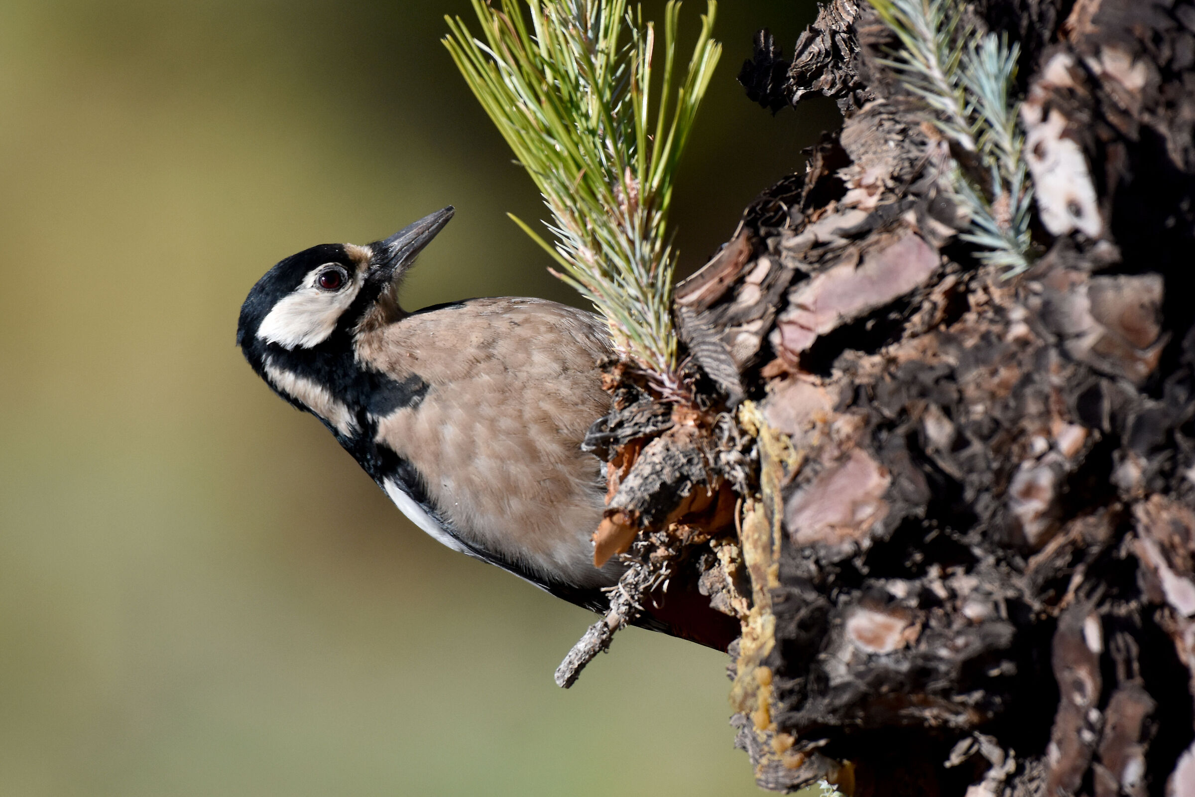 Picchio rosso maggiore delle isole Canarie