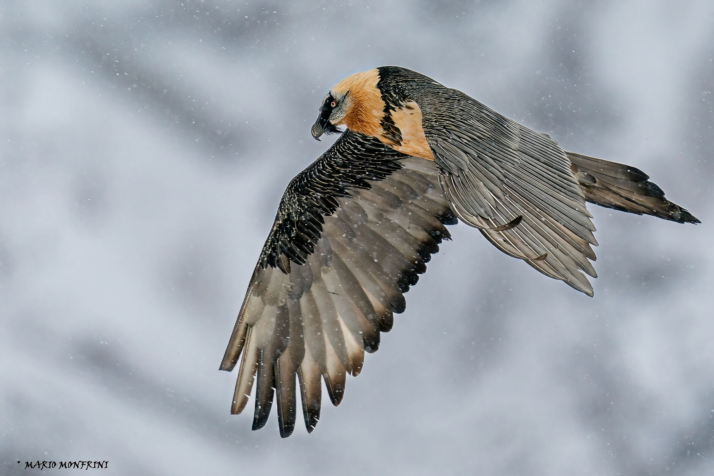 Bearded vulture under the snowstorm