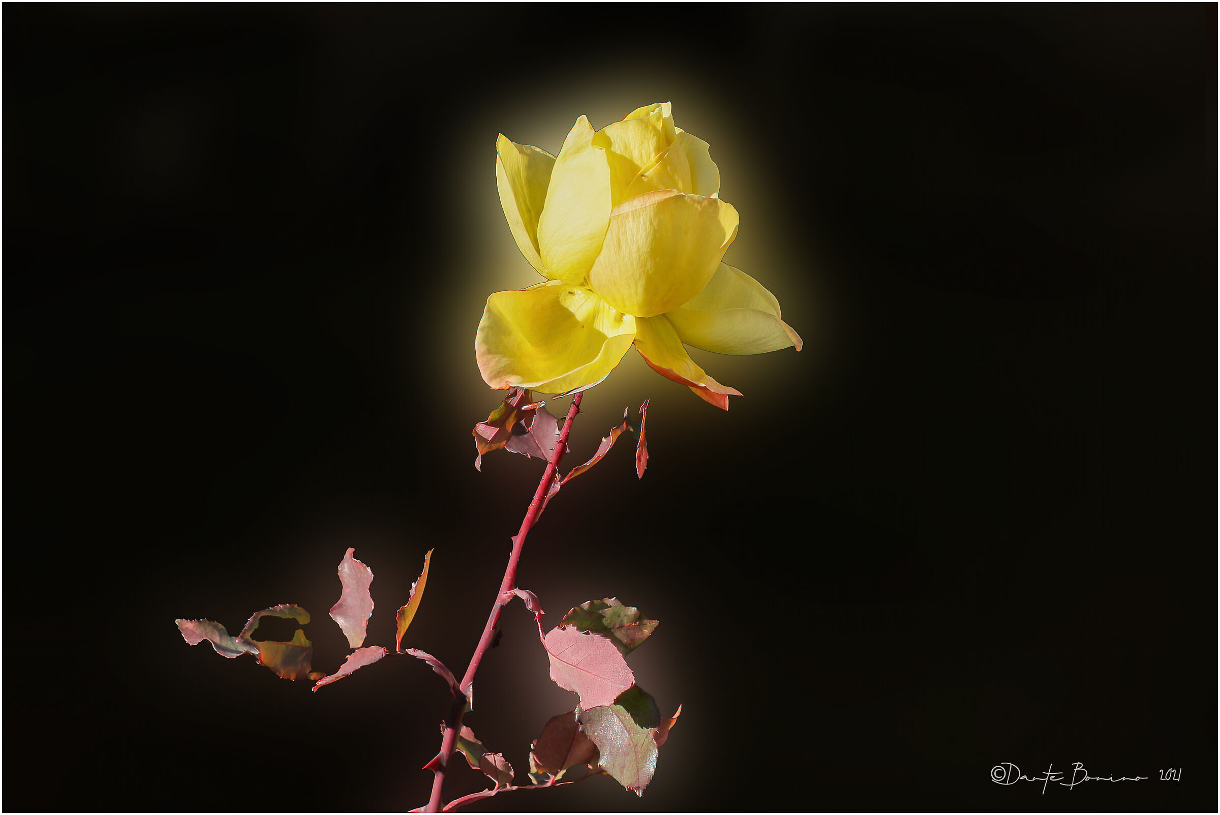 A rose on New Year's Eve