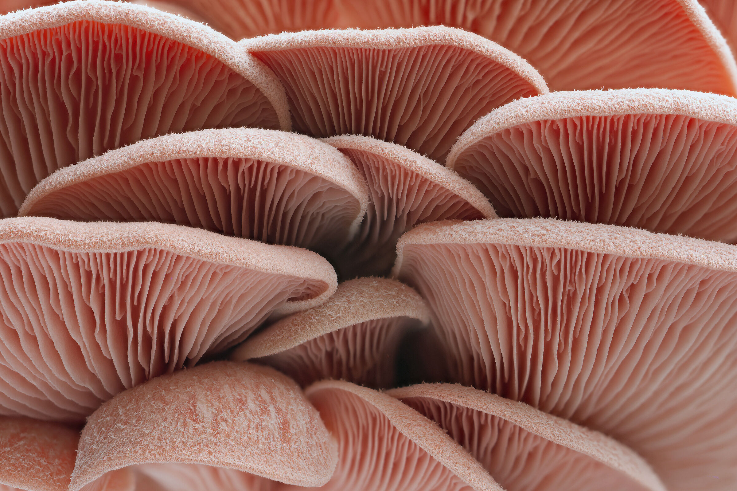 Arancia Finta Ostrica