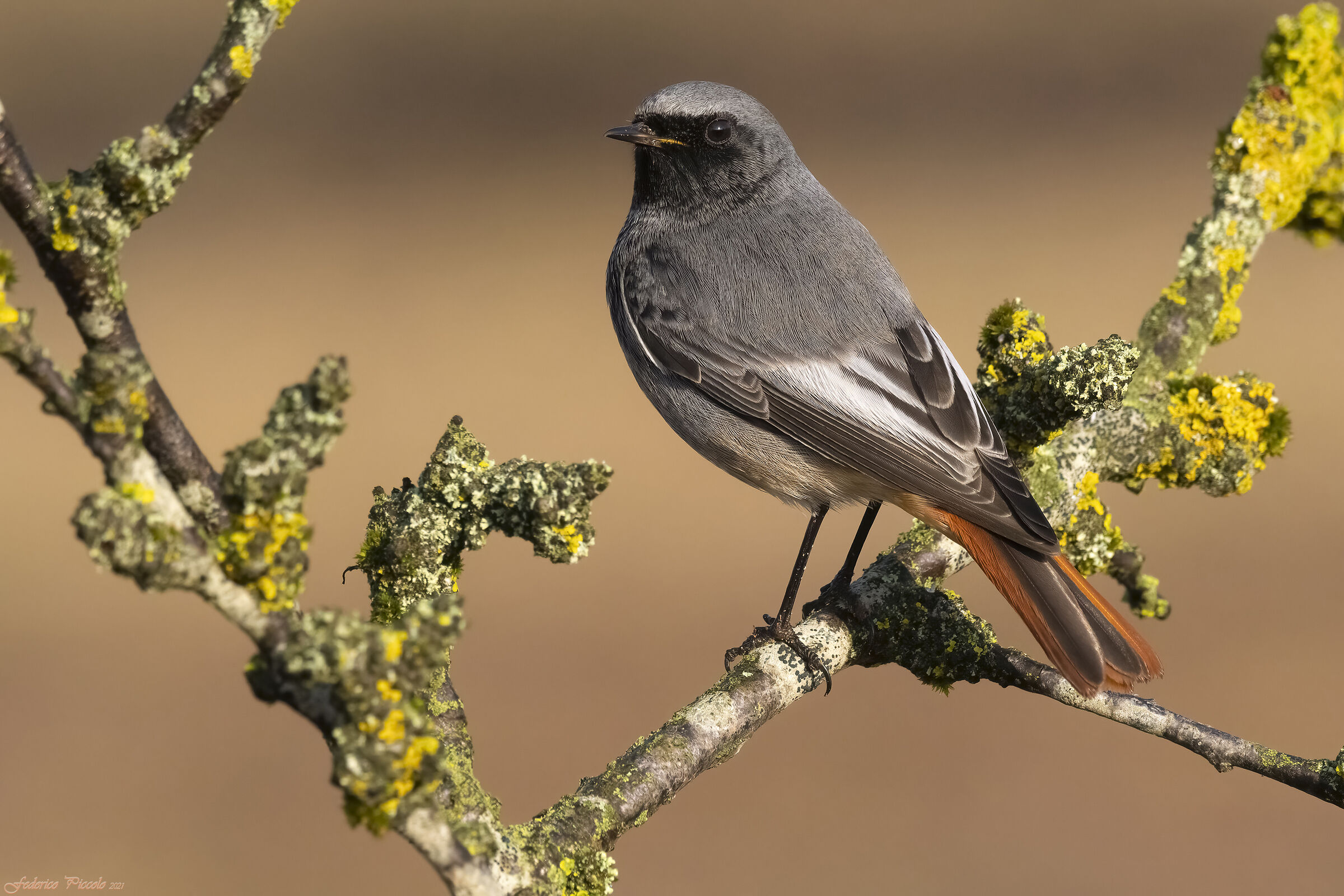 Codirosso spazzacamino