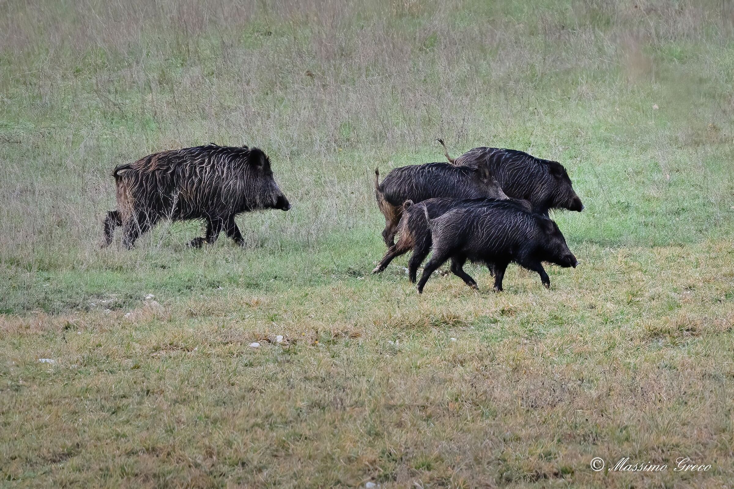 Wild boars at the pace
