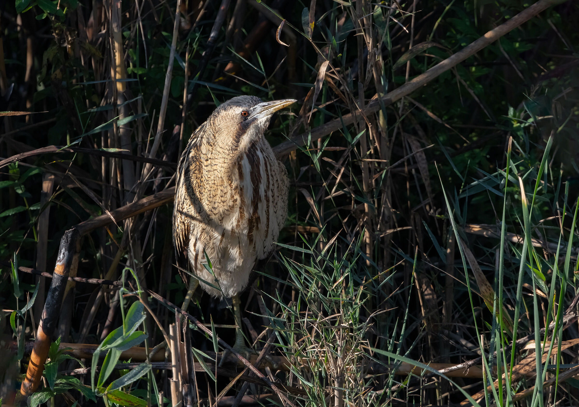 bittern