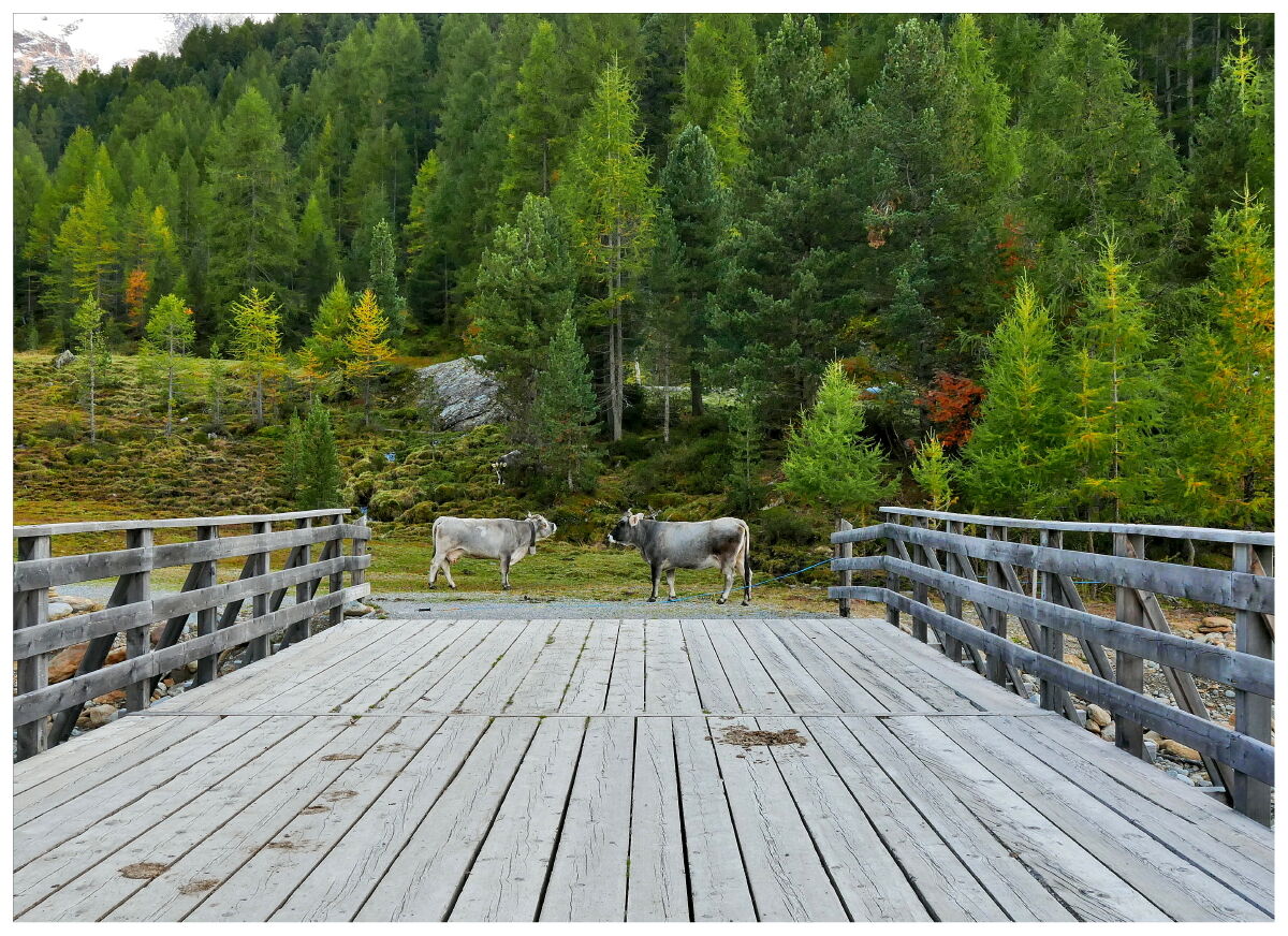 ... and what do you do tonight? - Curon Venosta