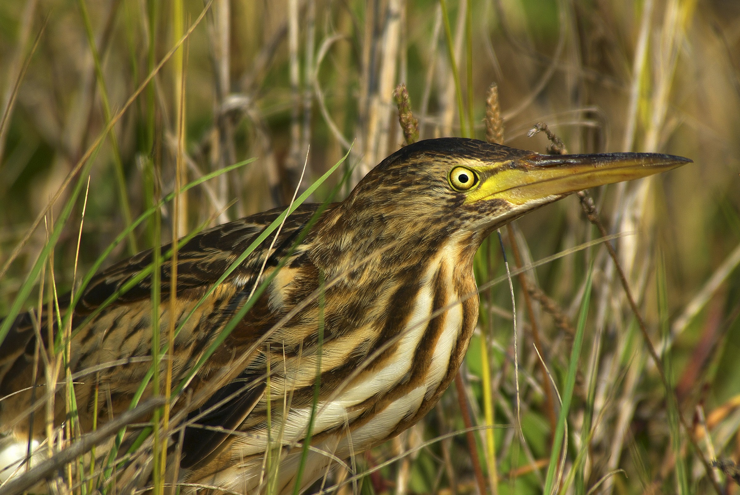 The Bittern infrascato