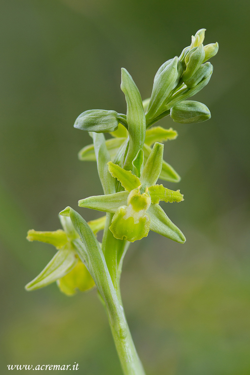Ophrys sphegodes massiliensis albino
