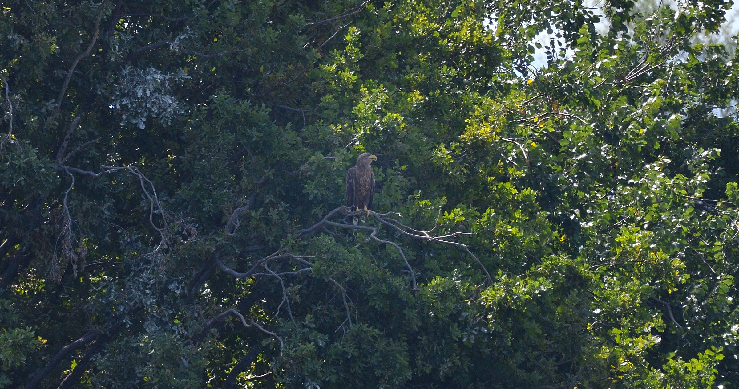 Aquila di mare km zero...