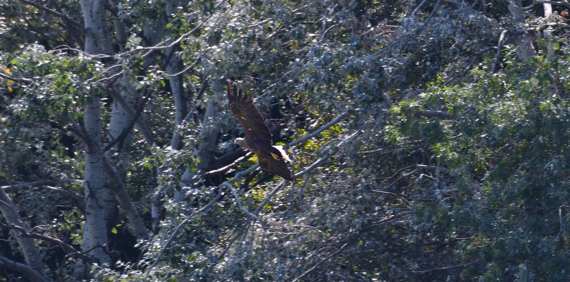 Aquila di mare km zero...