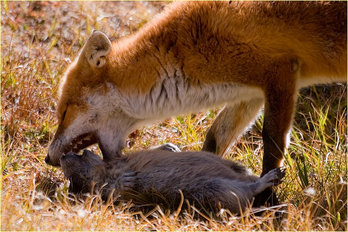 ,, la volpe e la marmotta ,,