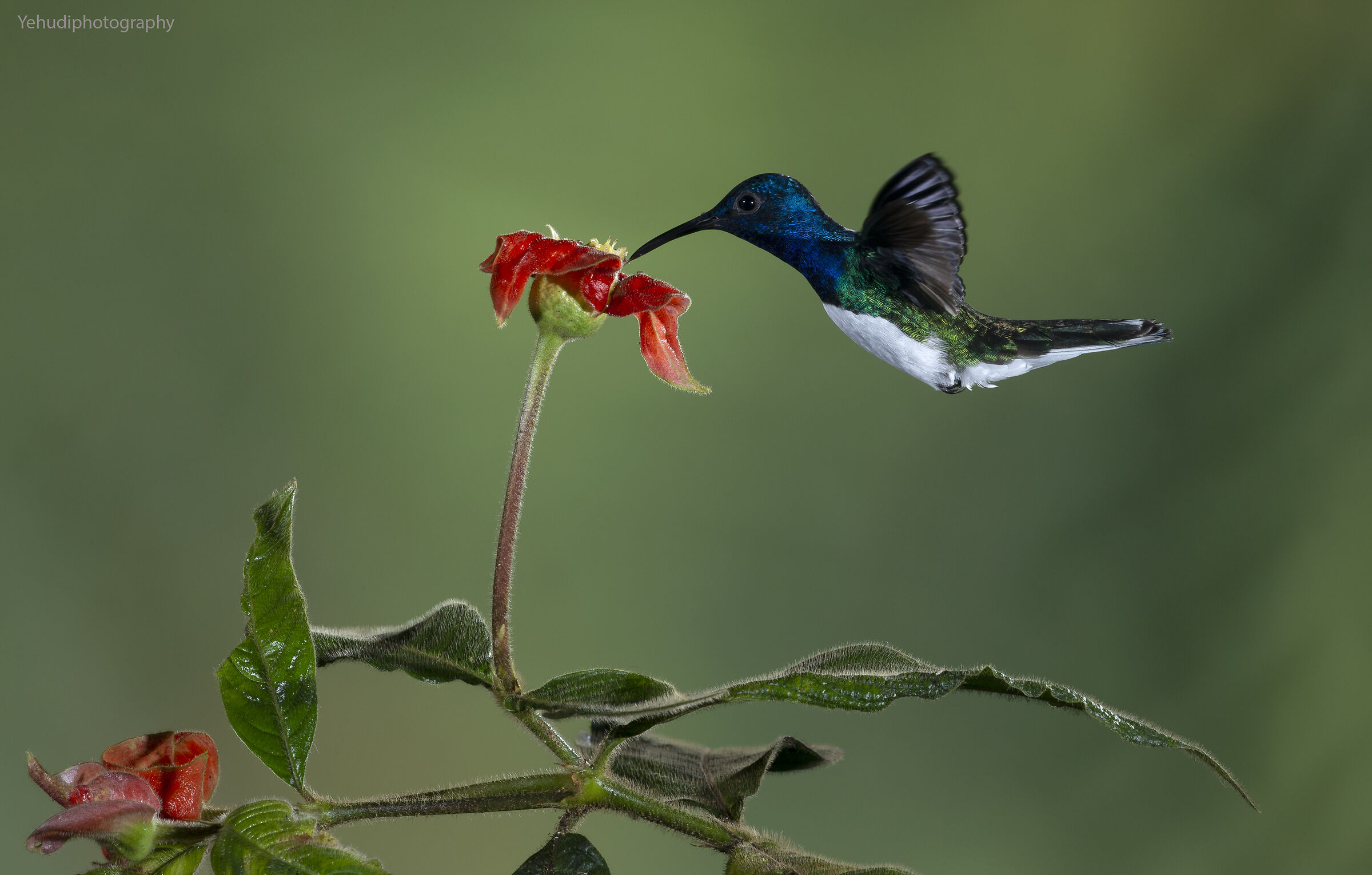 Giacobino dal collo bianco