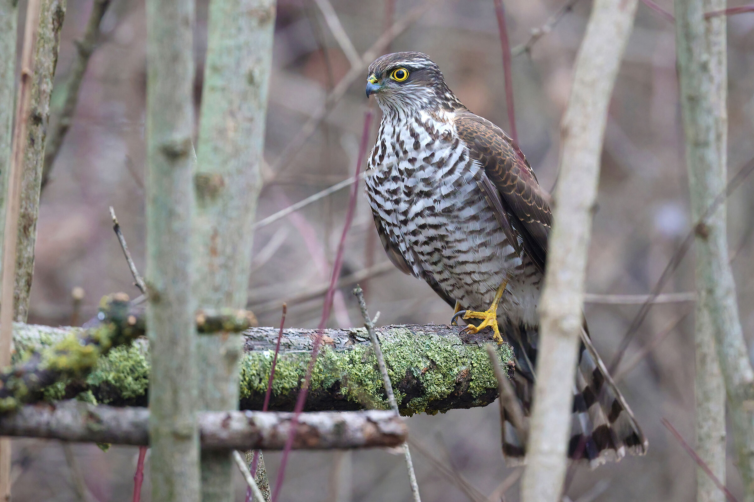 Sparrowhawk