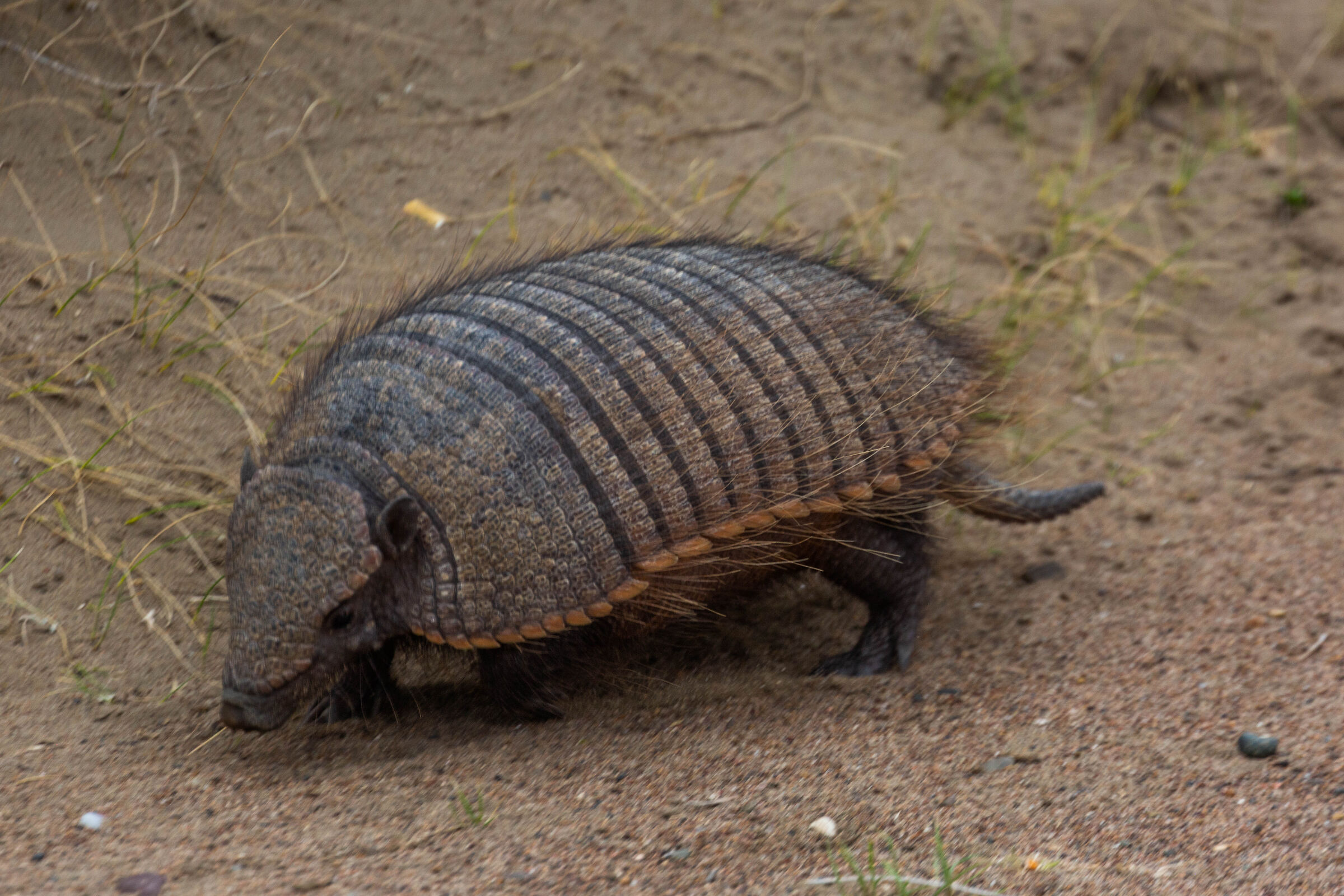 Armadillo