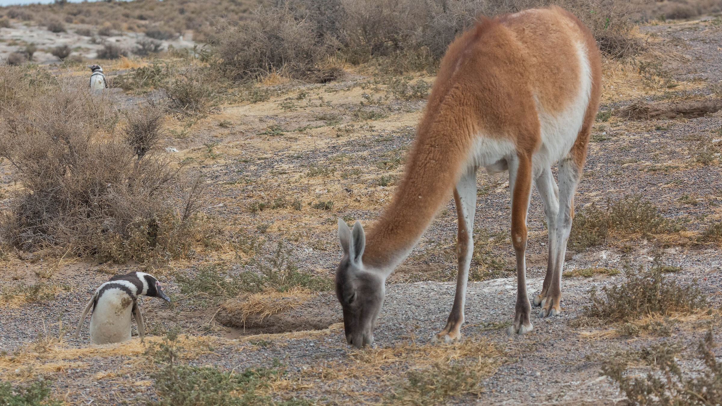 El Guanaco el Pinguino de patagonia