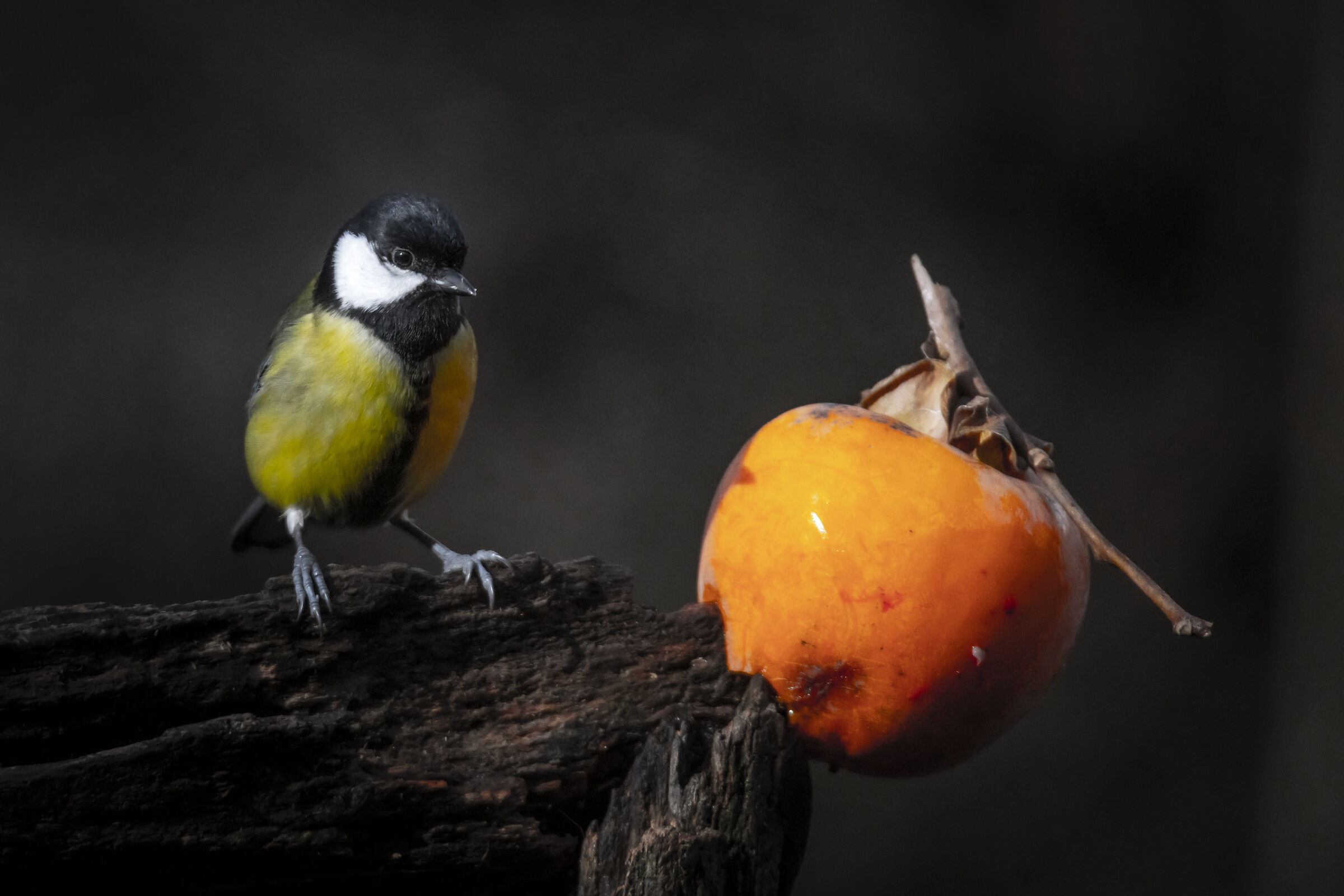 Natura viva