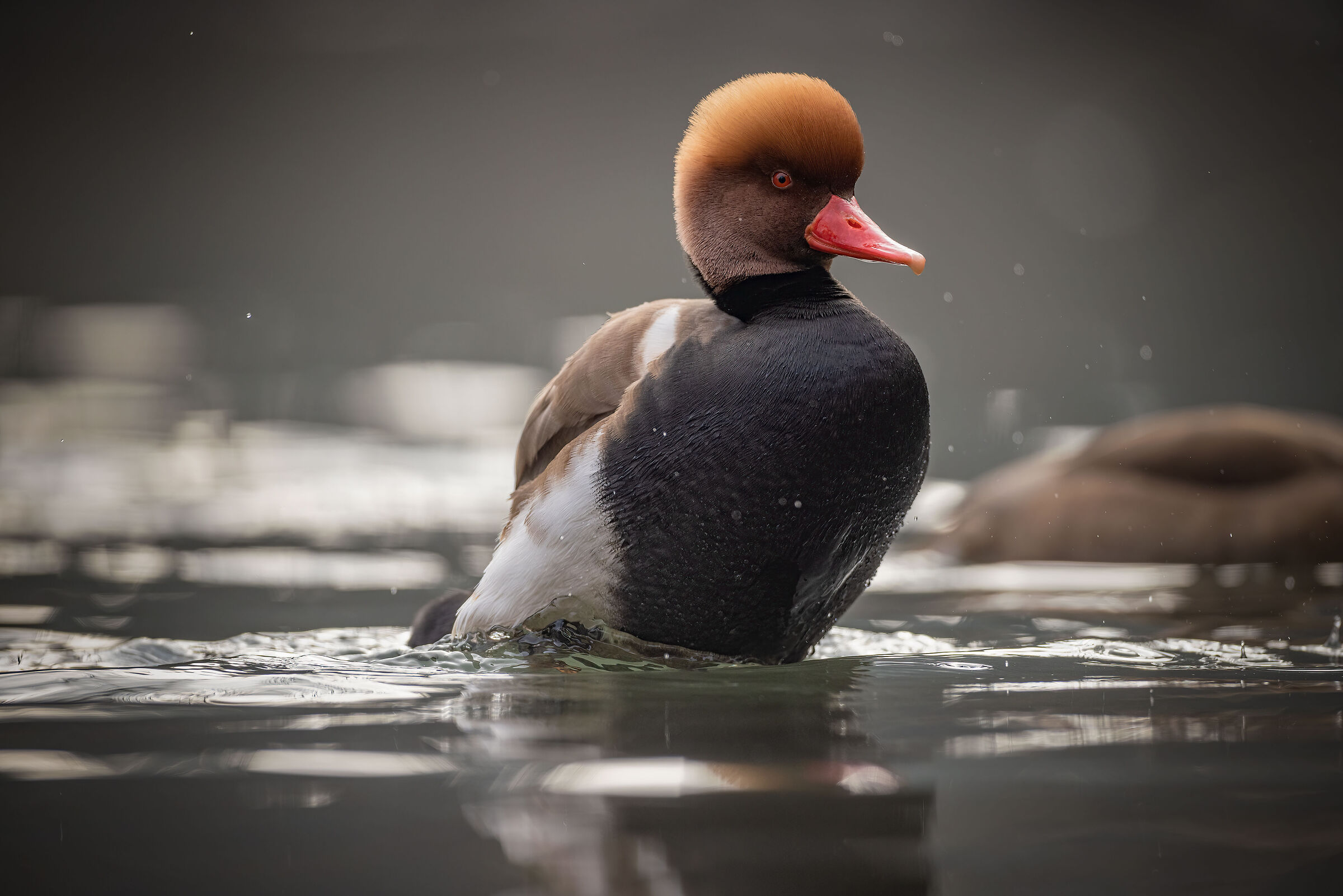Red-crested pochard