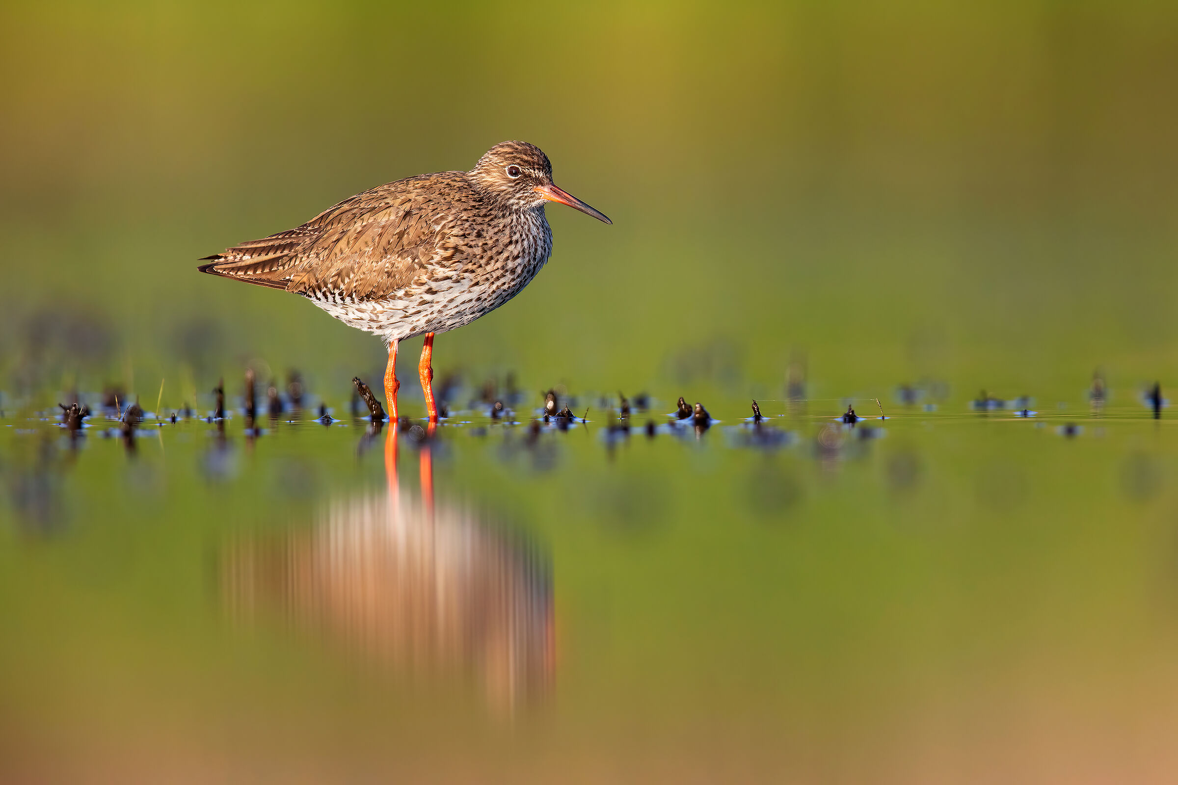 Redshank
