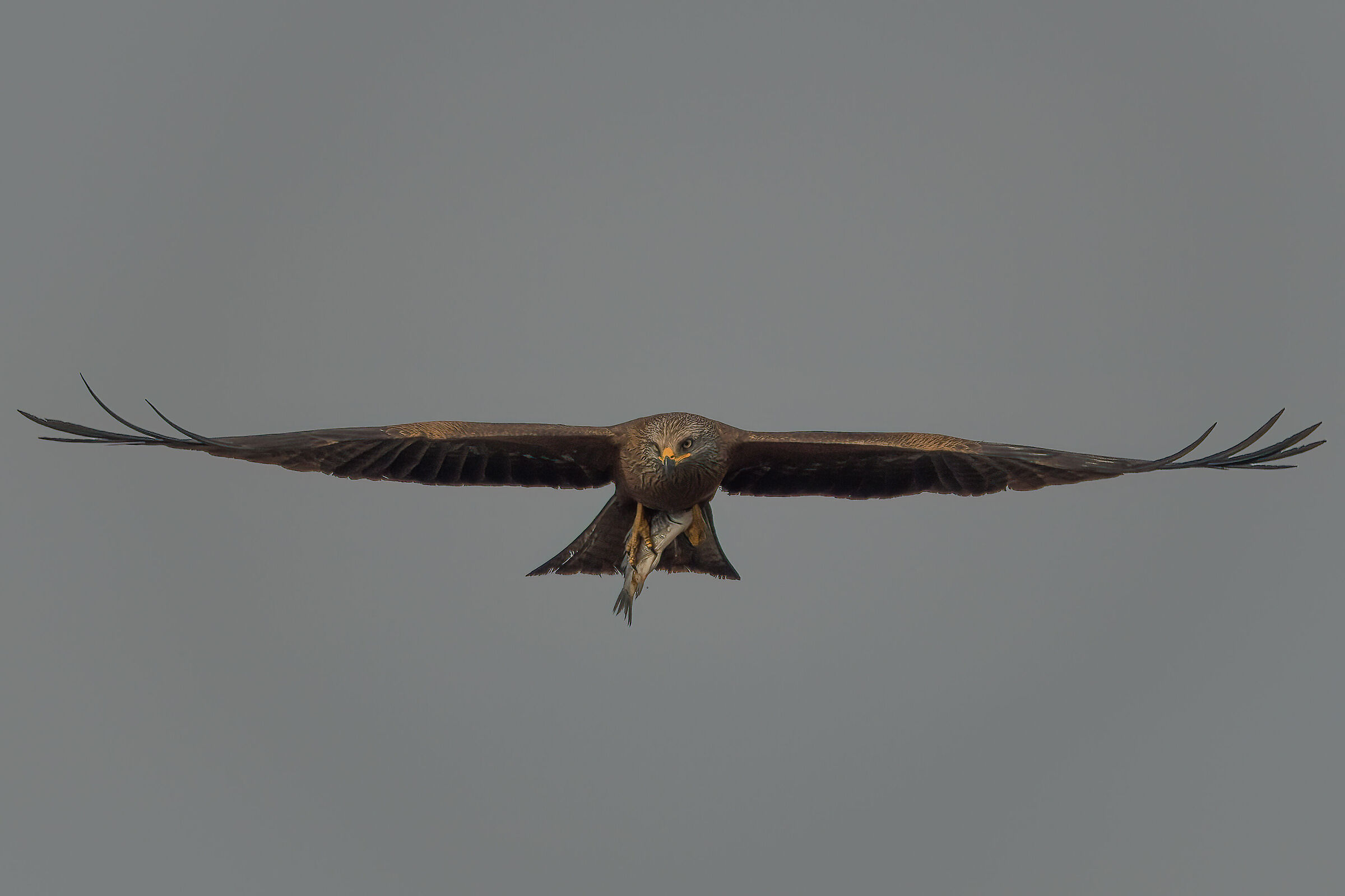 brown kite with prey
