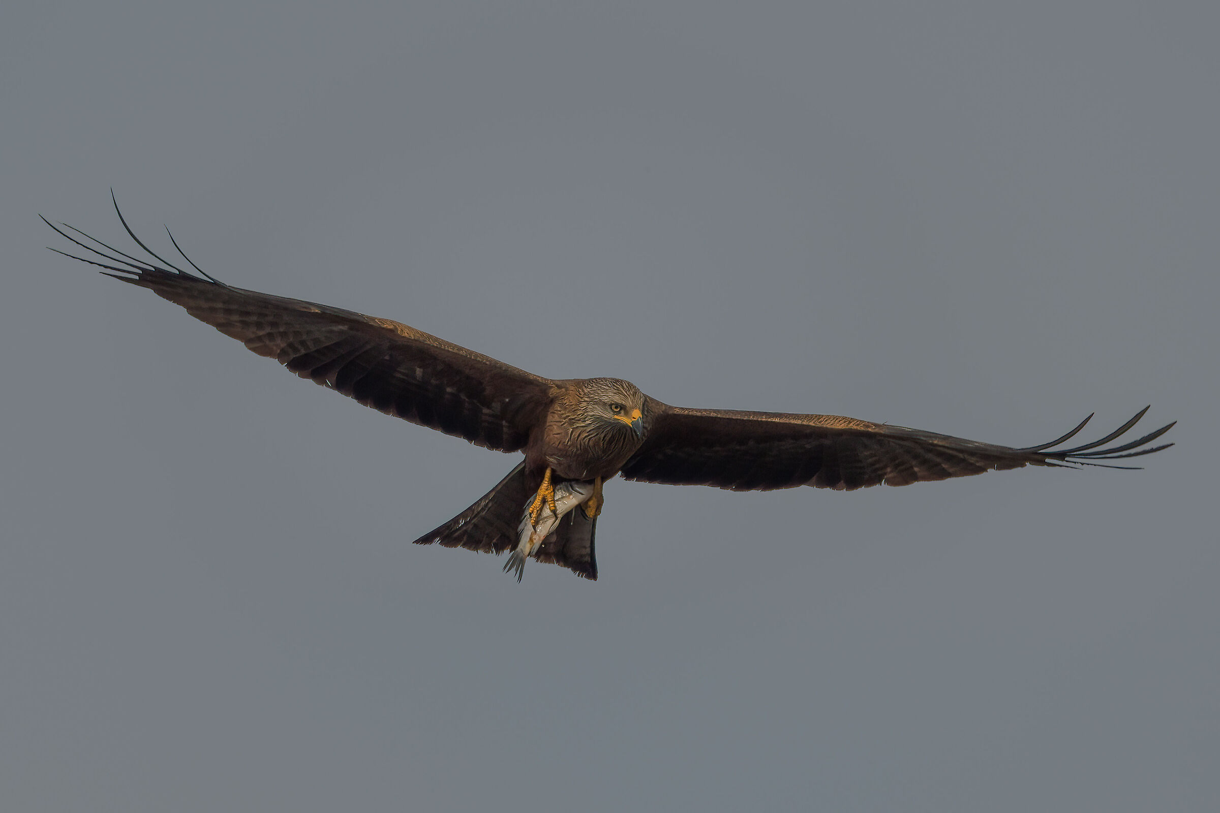brown kite with prey