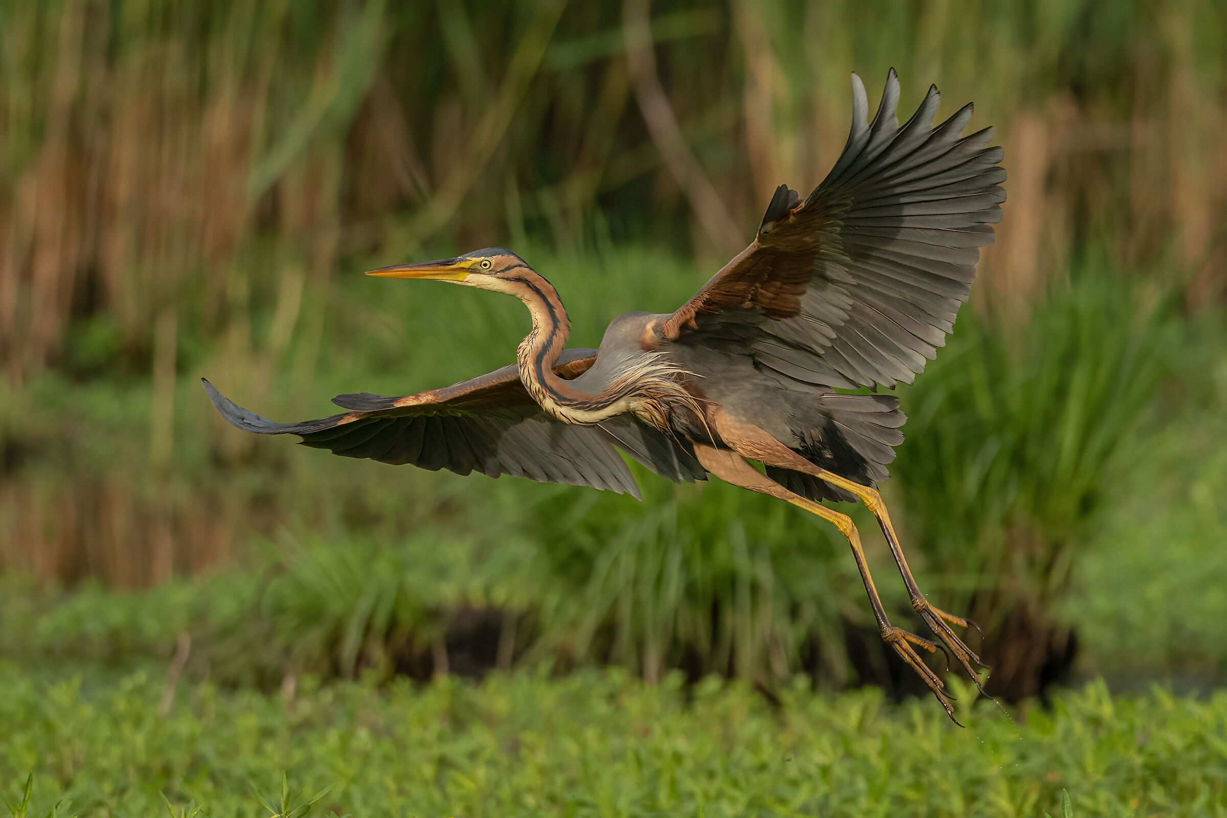 red heron at sunset