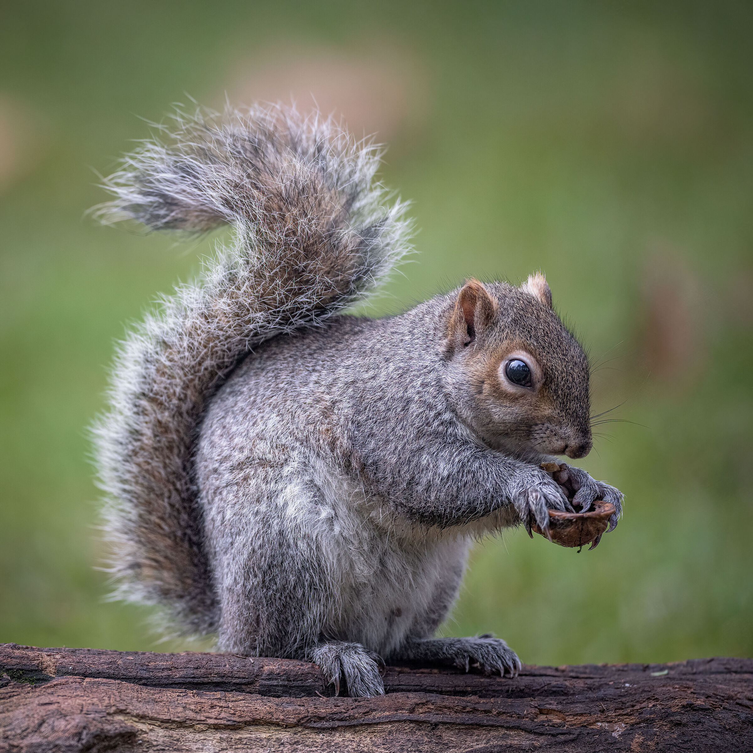 Ancora una ciotola grazie!