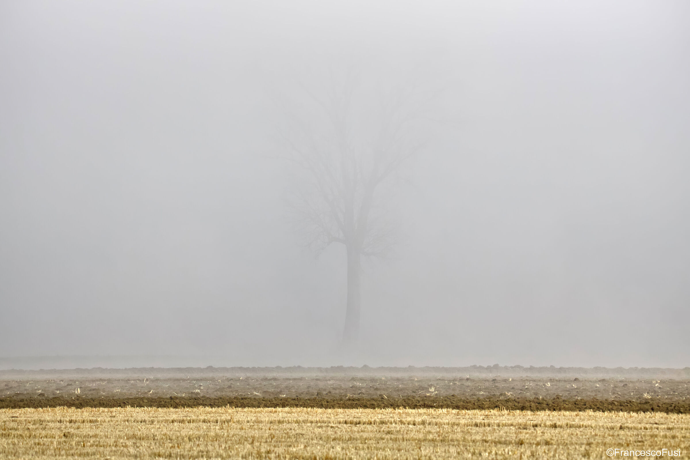 Evanescences... Tree.