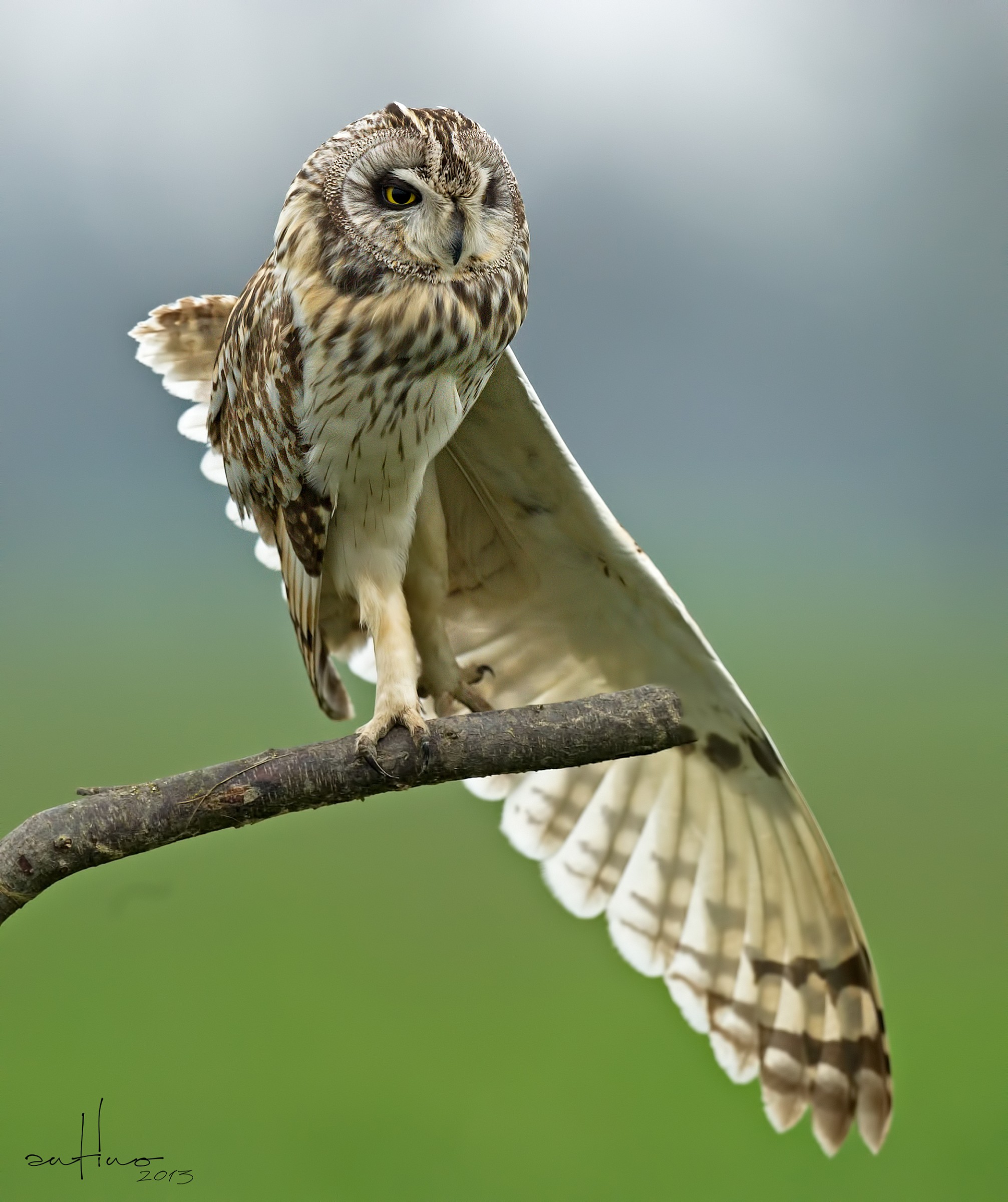 Short-eared Owl