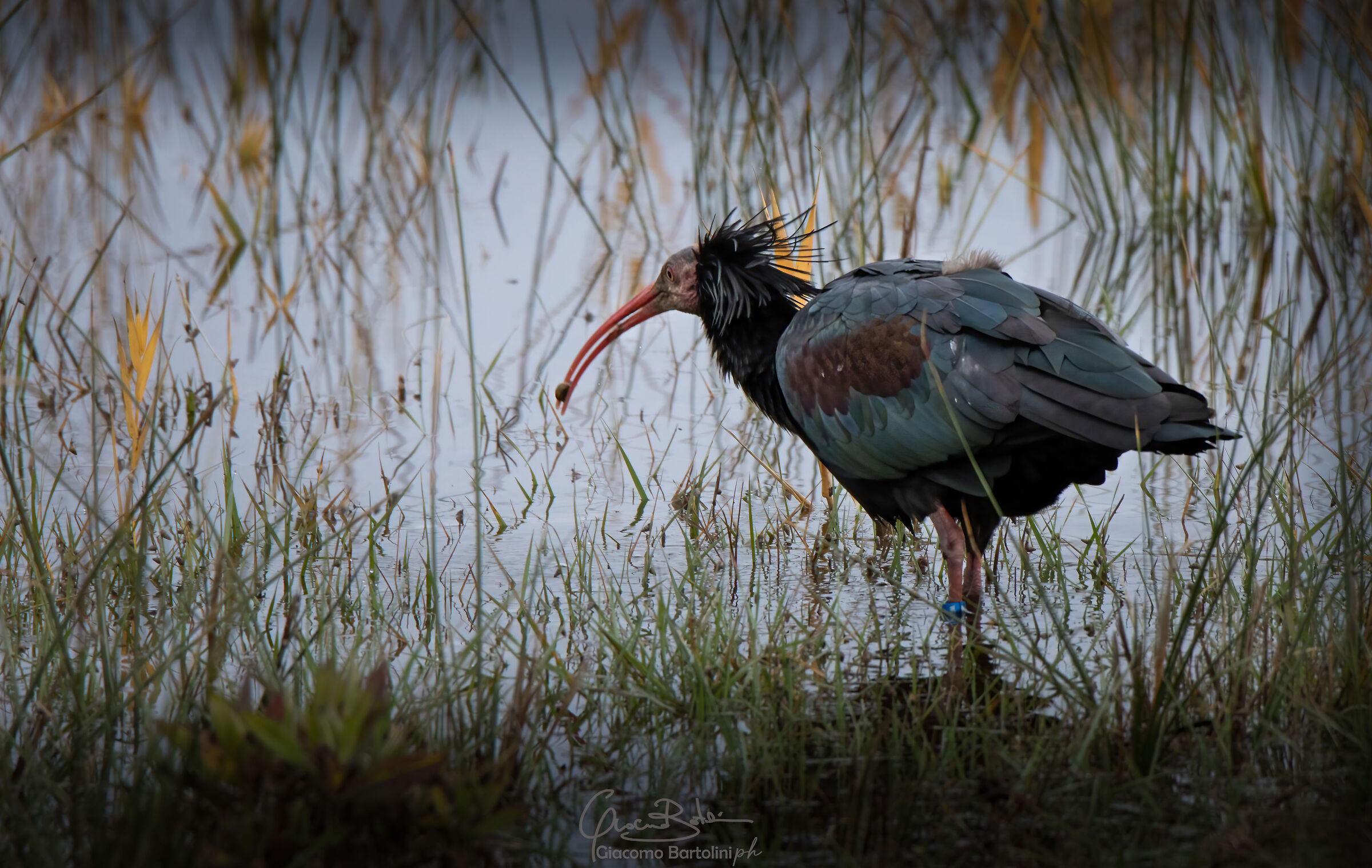 Ibis