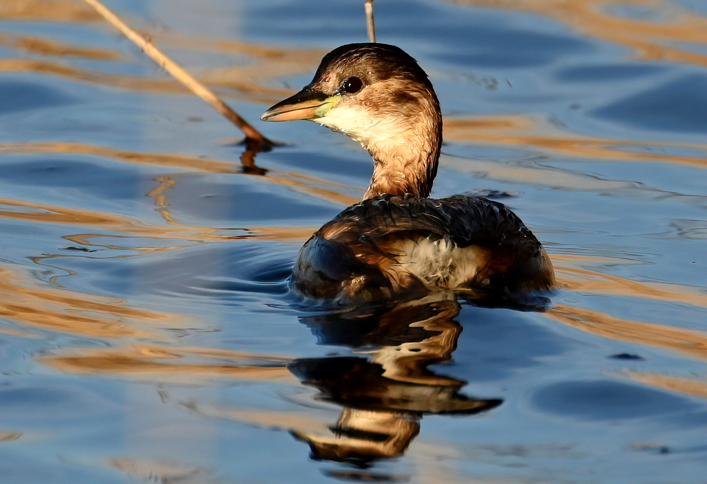 tuffetto - verso il tramonto